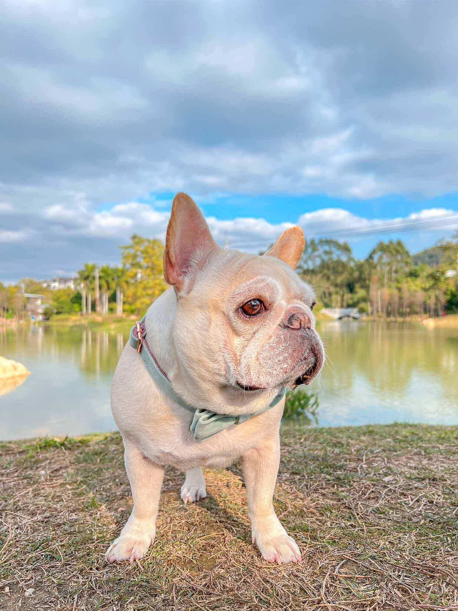 Dog Mint Green Collar - Frenchiely