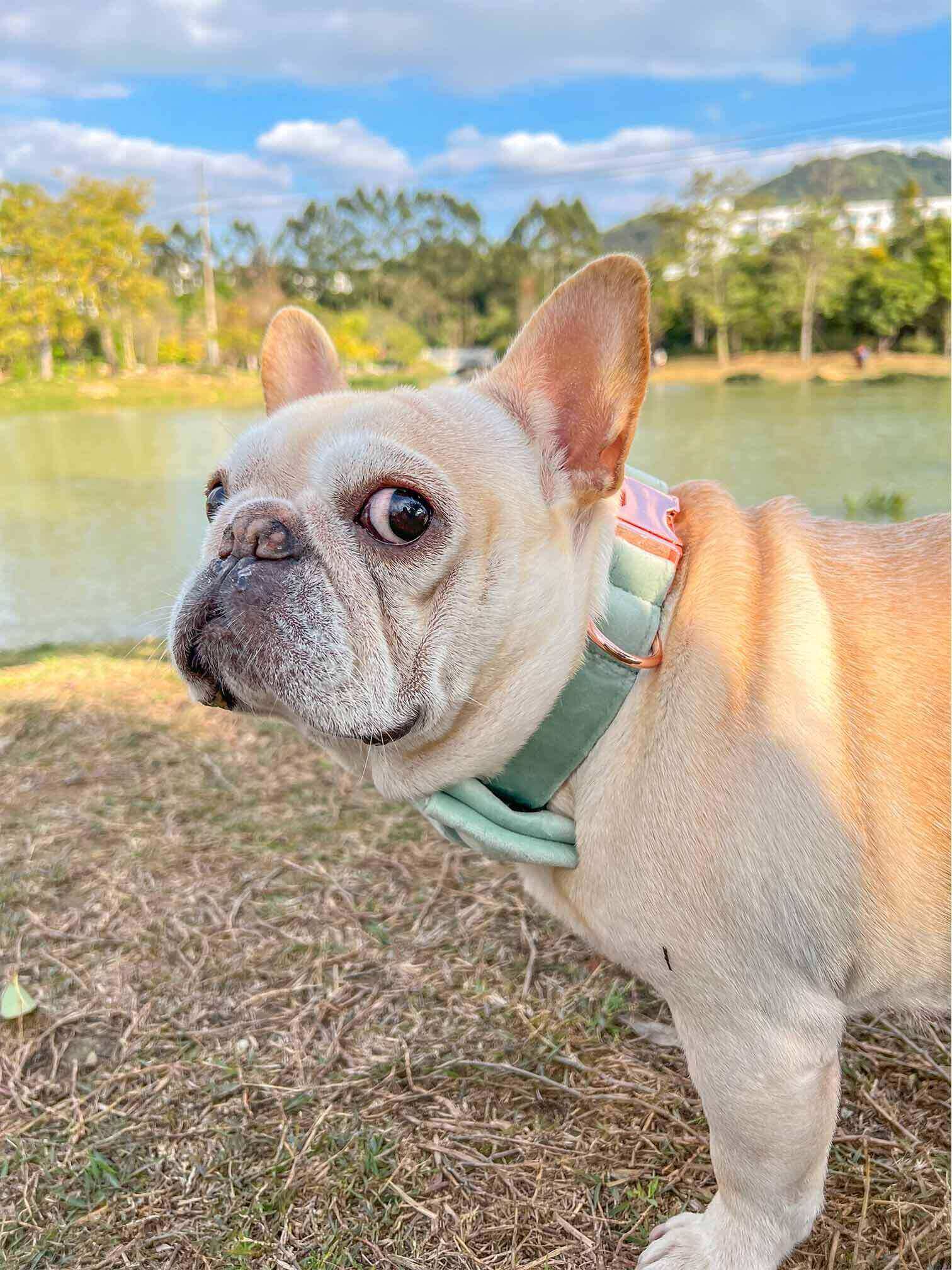 Dog Mint Green Leash Set - Frenchiely