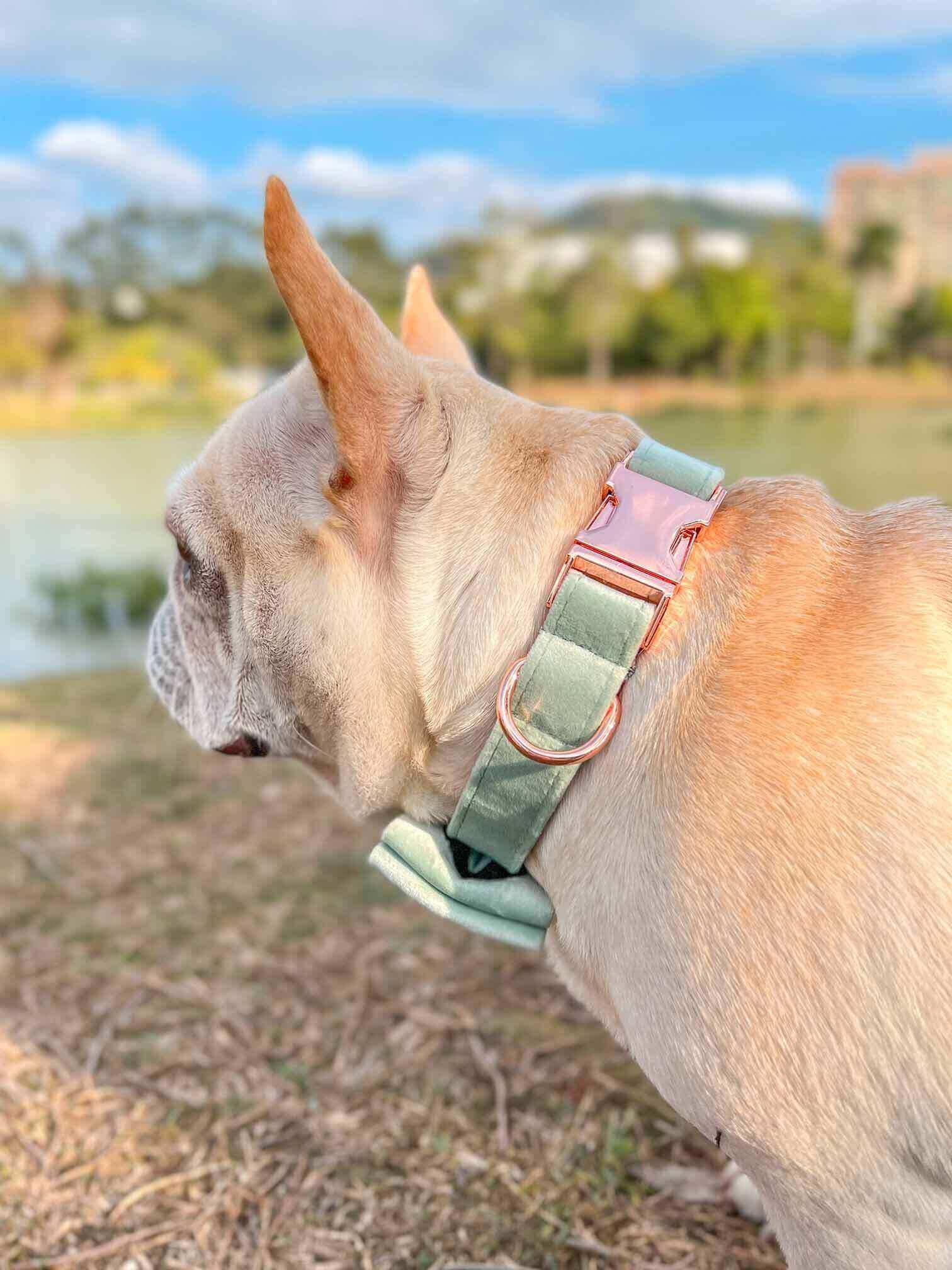 Dog Mint Green Leash Set - Frenchiely