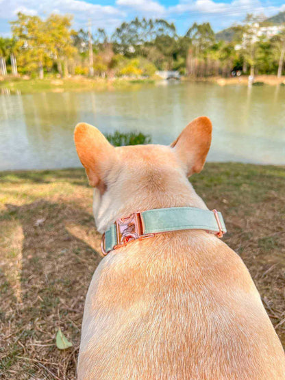 Dog Mint Green Collar - Frenchiely