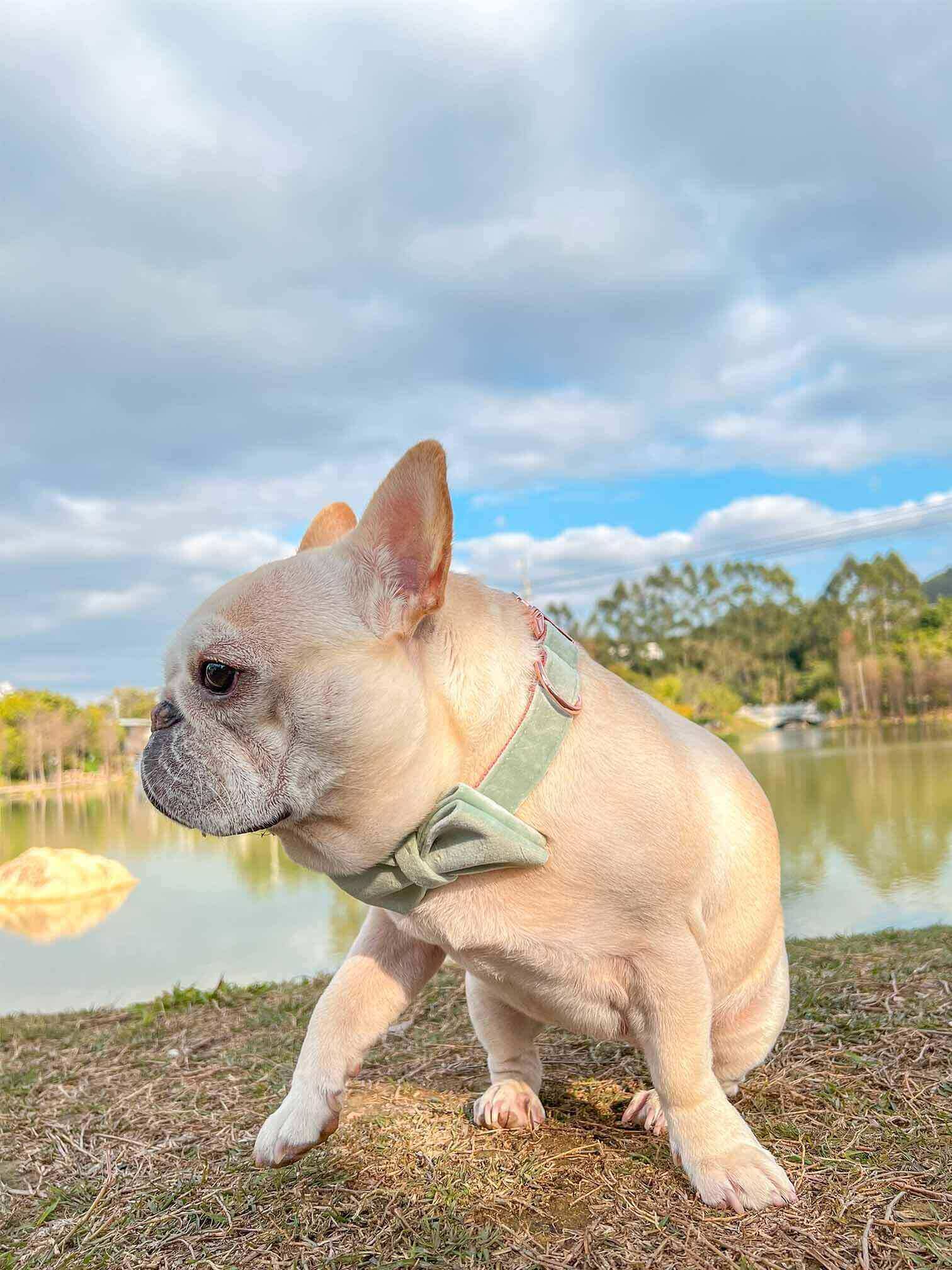 Dog Mint Green Leash Set - Frenchiely