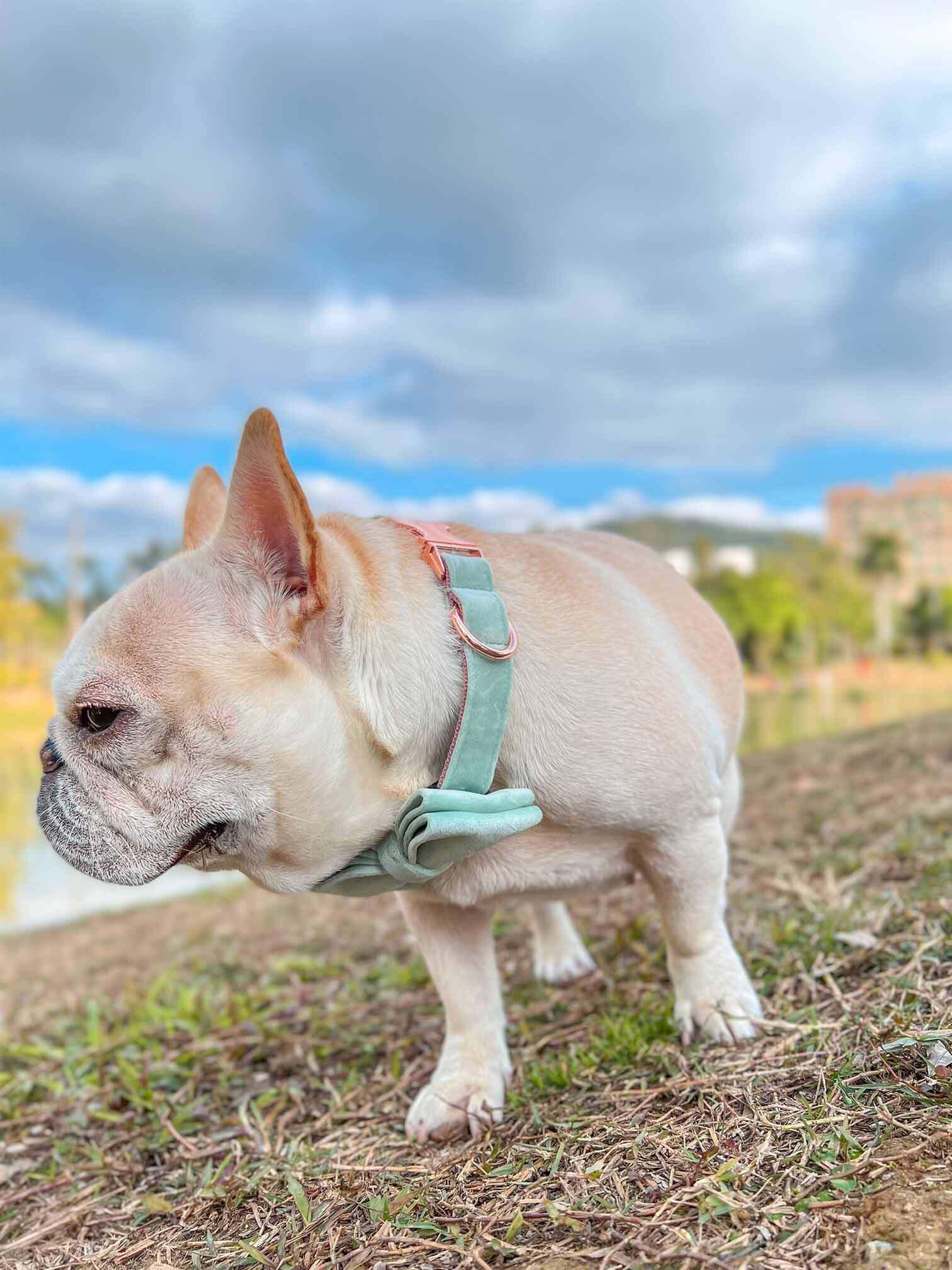 Dog Mint Green Leash Set - Frenchiely