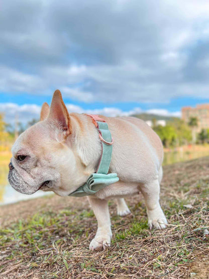 Dog Mint Green Leash Set - Frenchiely