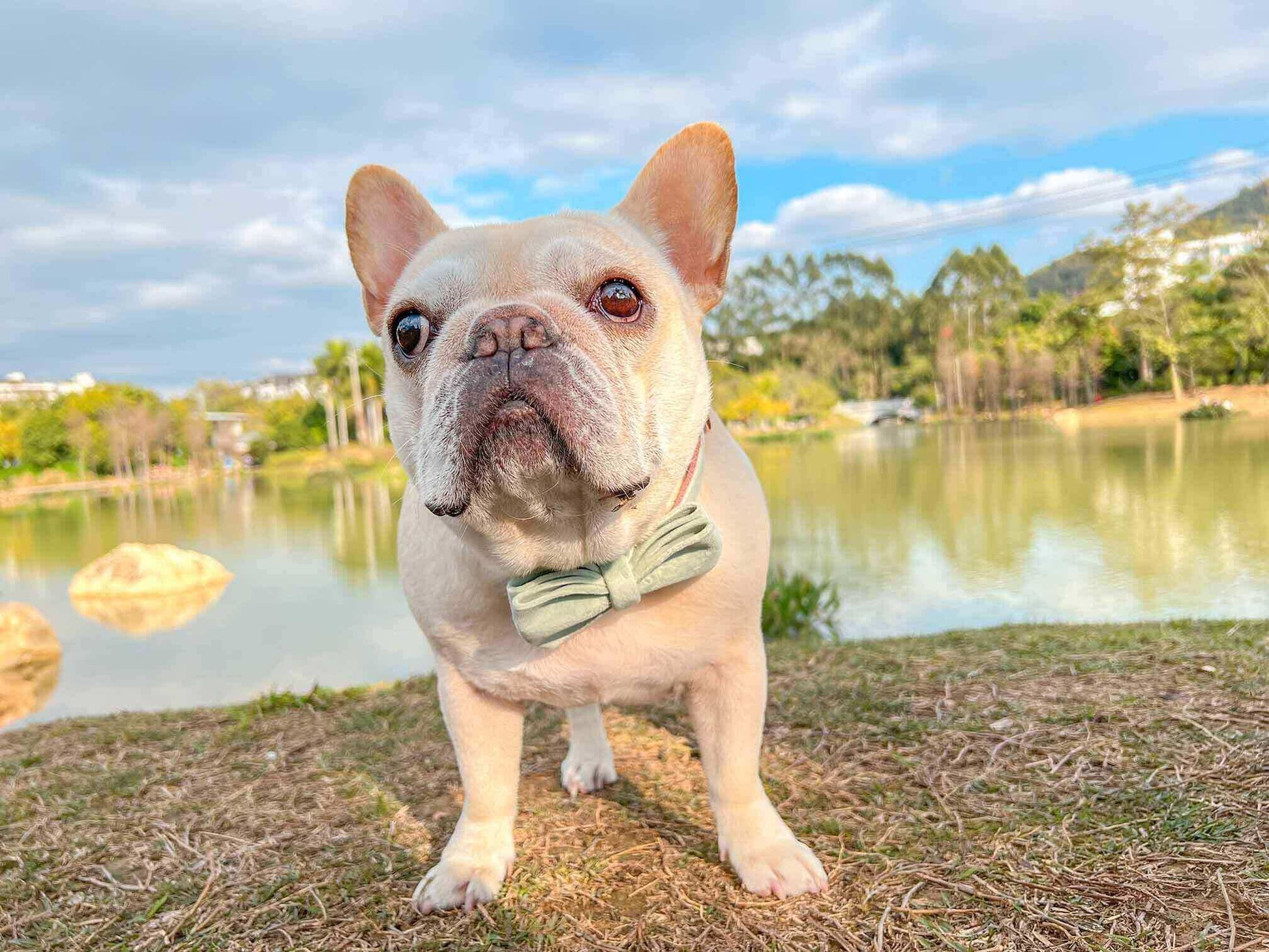 Dog Mint Green Leash Set - Frenchiely