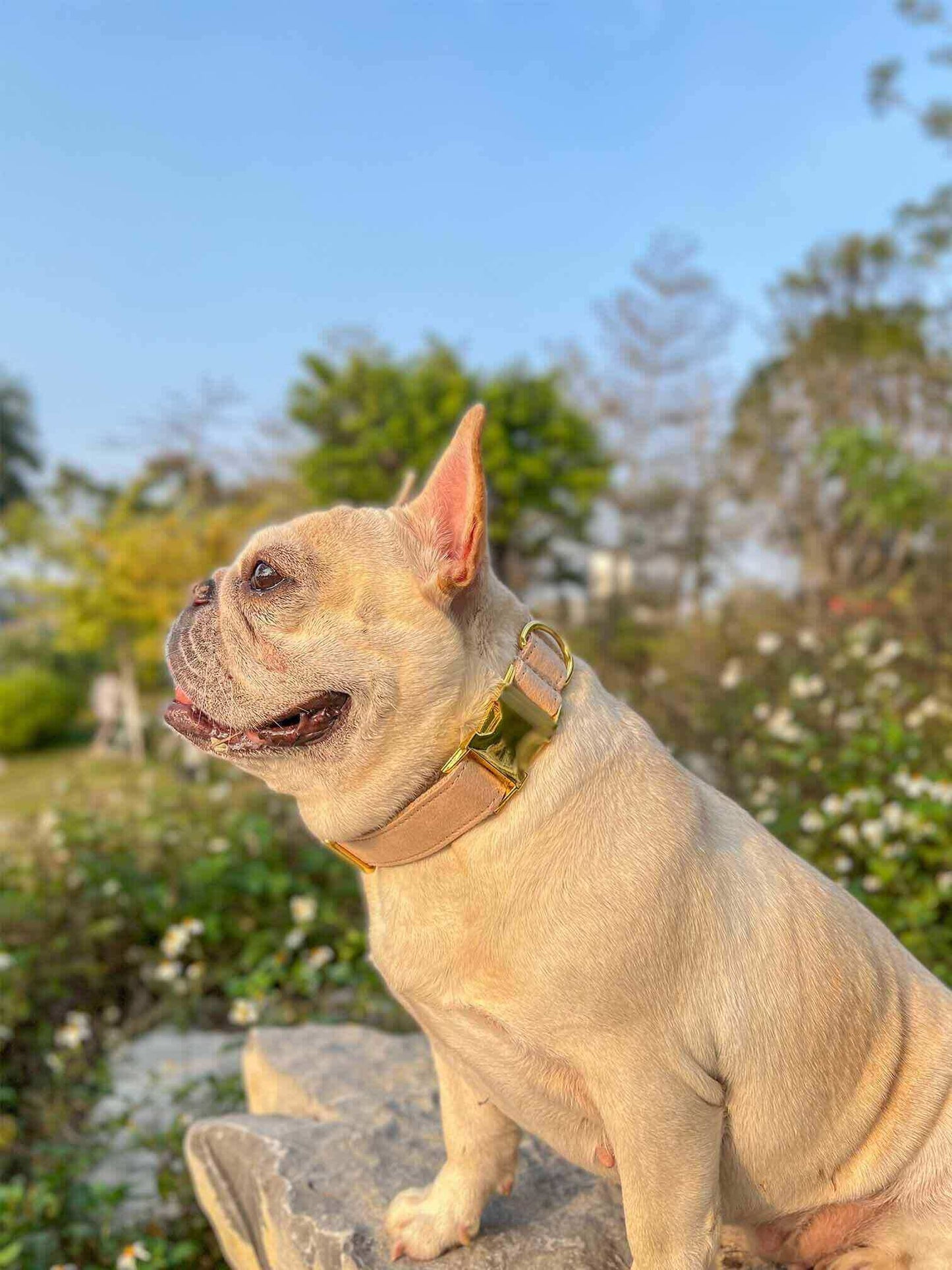 Dog Nude Collar - Frenchiely