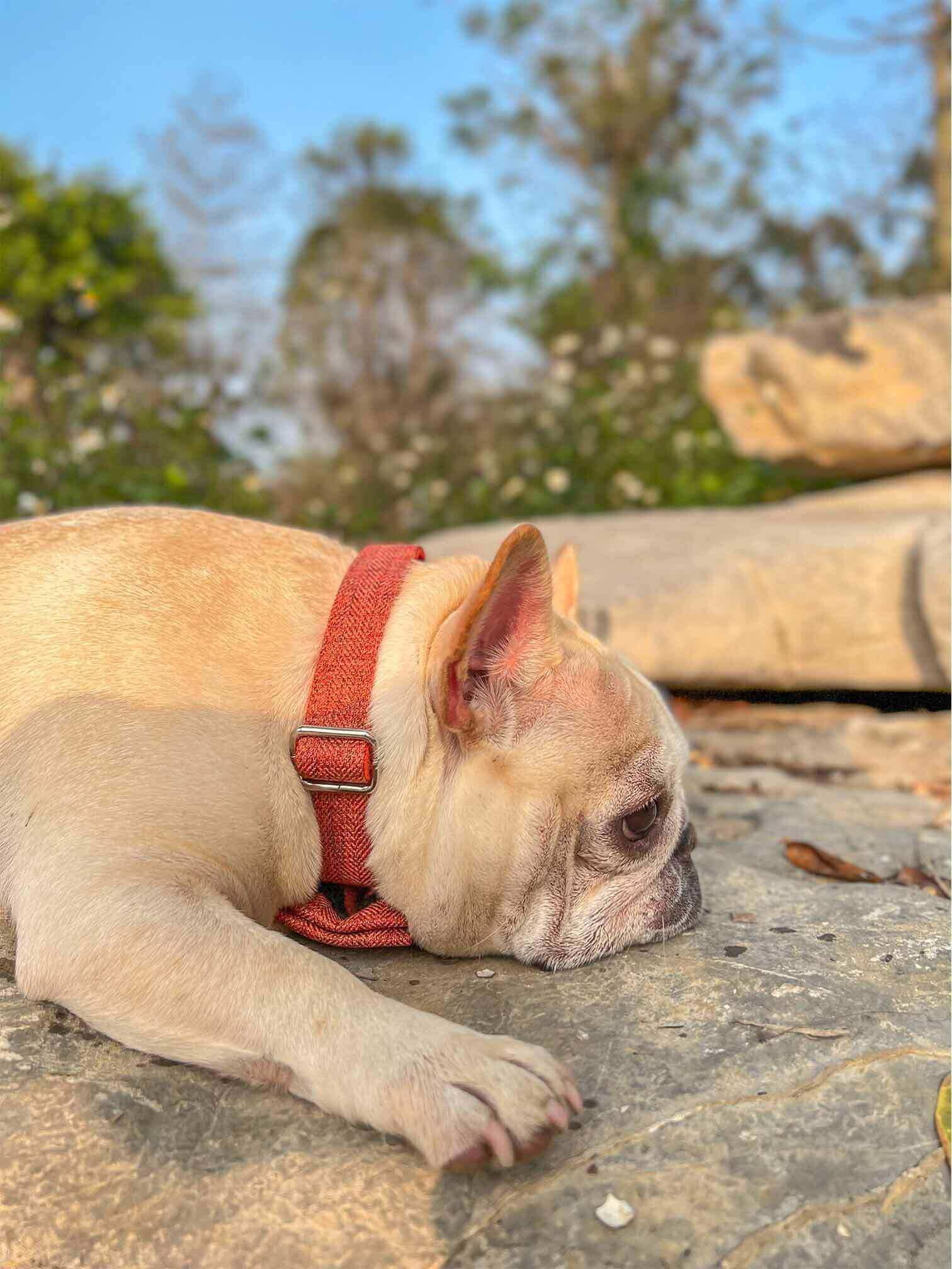 Dog Orange Collar Leash Set - Frenchiely