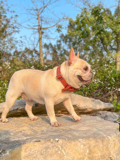 Dog Orange Collar Leash Set - Frenchiely