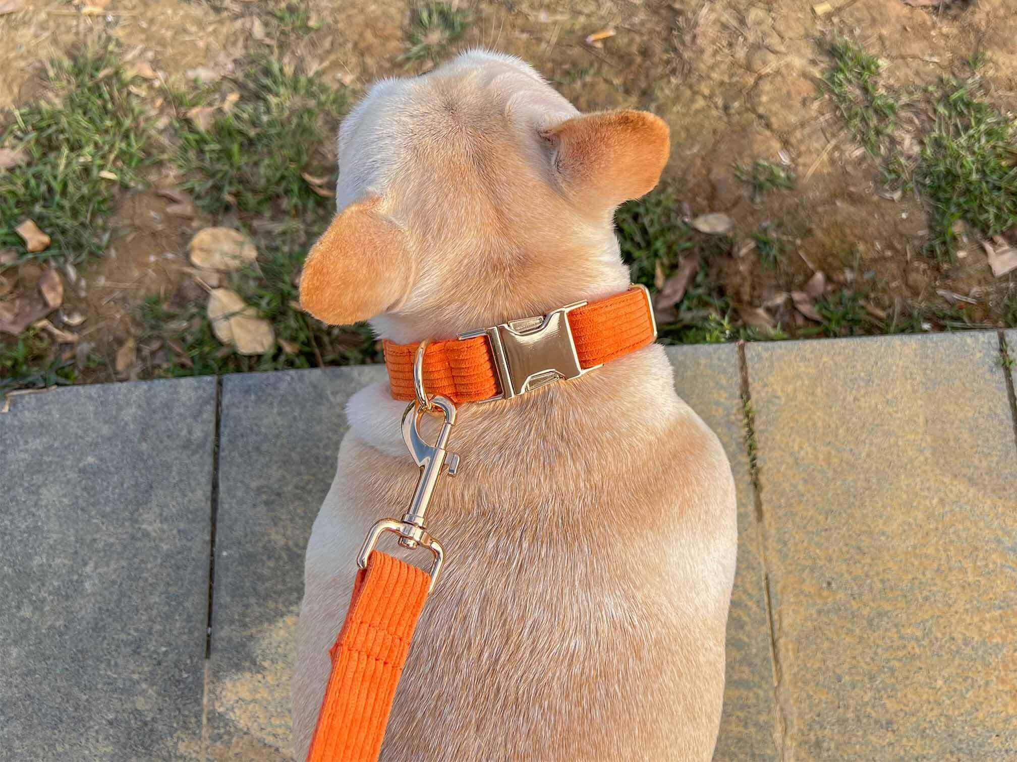 Dog Orange Collar Leash Set - Frenchiely