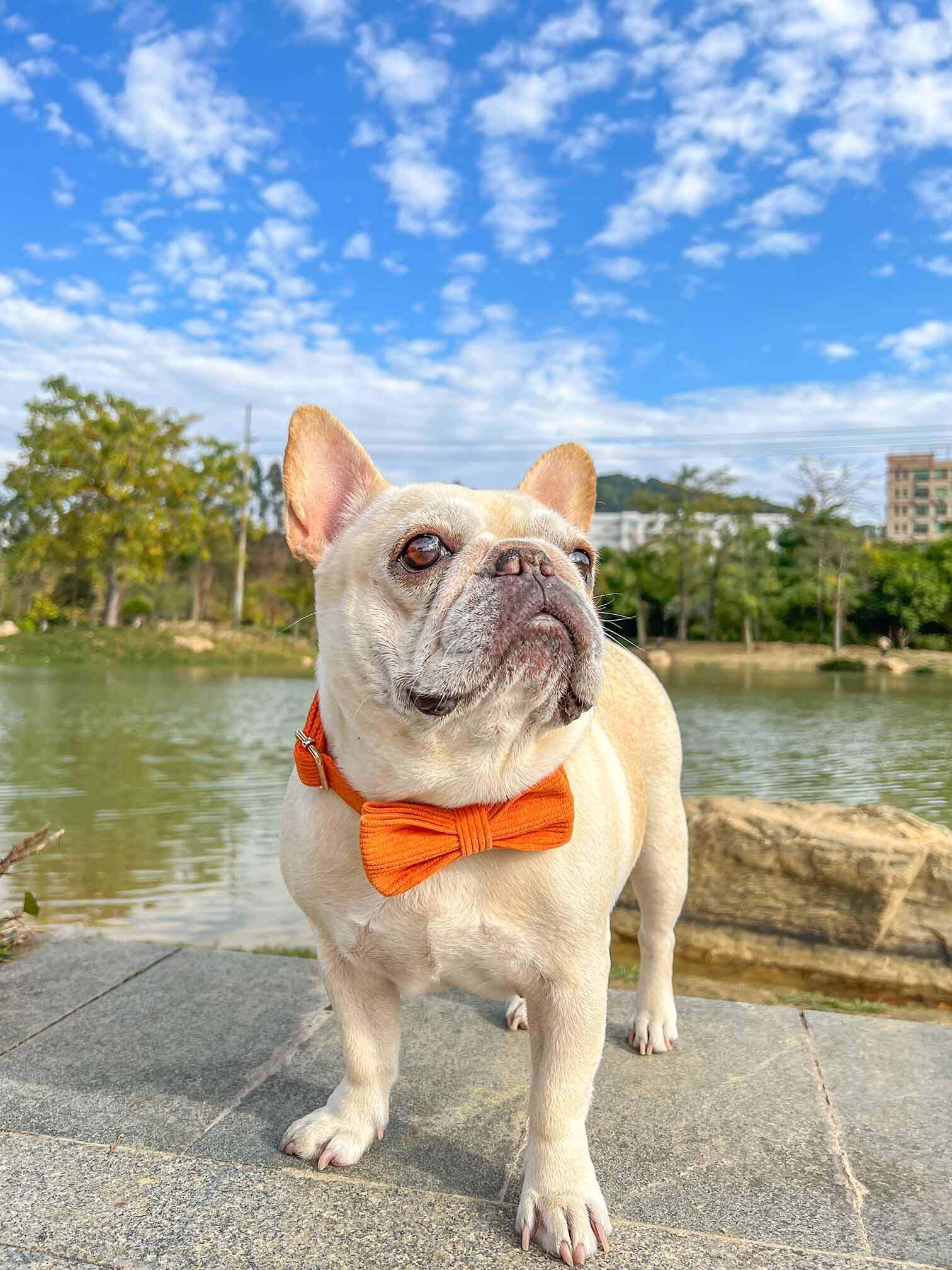 Dog Orange Corduroy Collar - Frenchiely