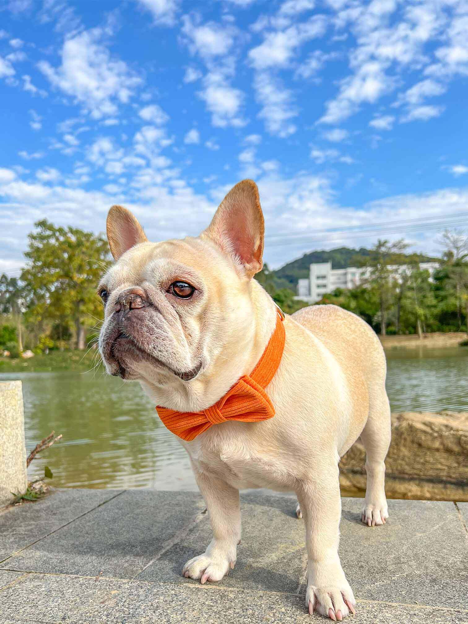 Dog Orange Corduroy Collar - Frenchiely