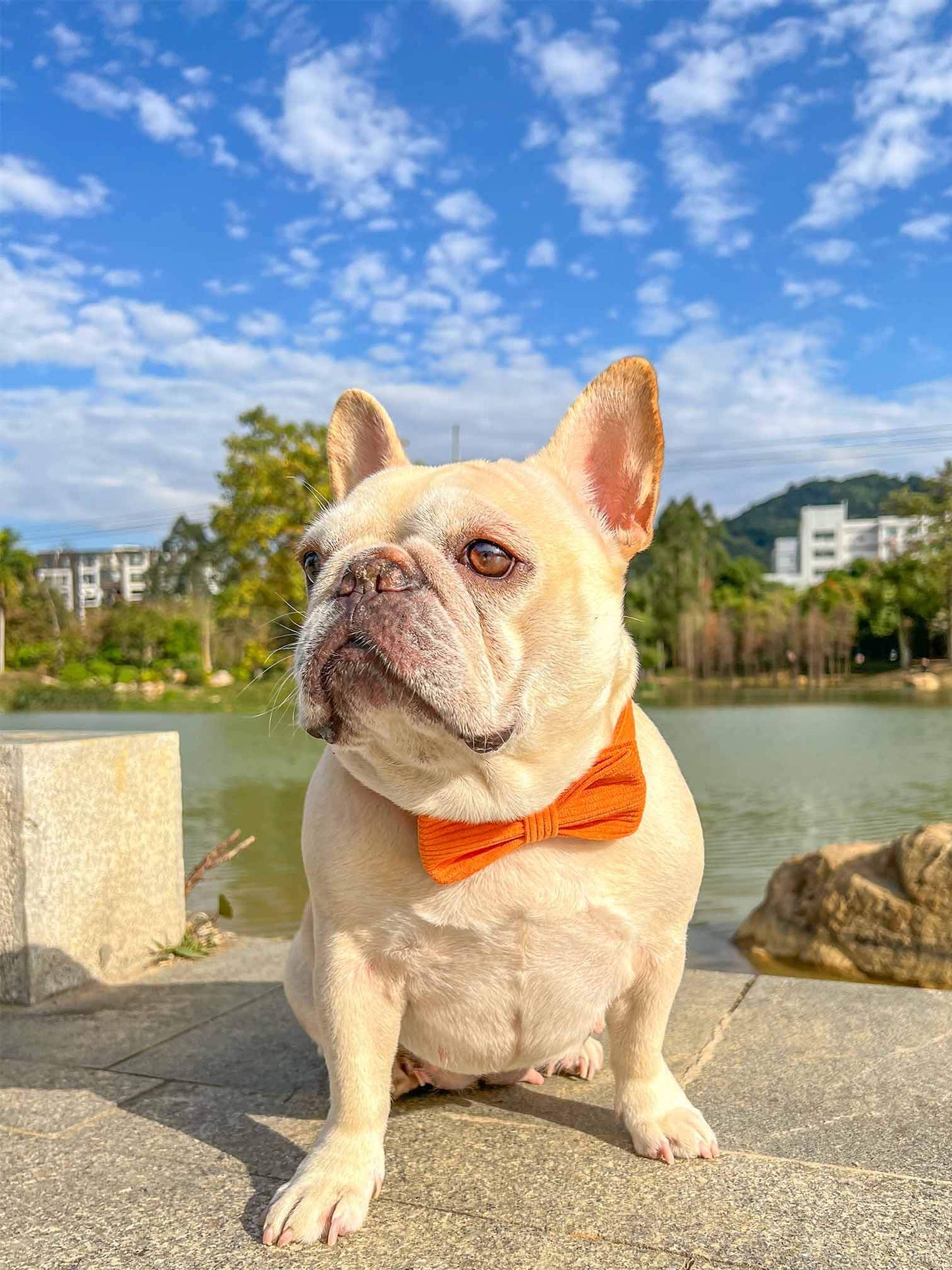 Dog Orange Corduroy Collar - Frenchiely
