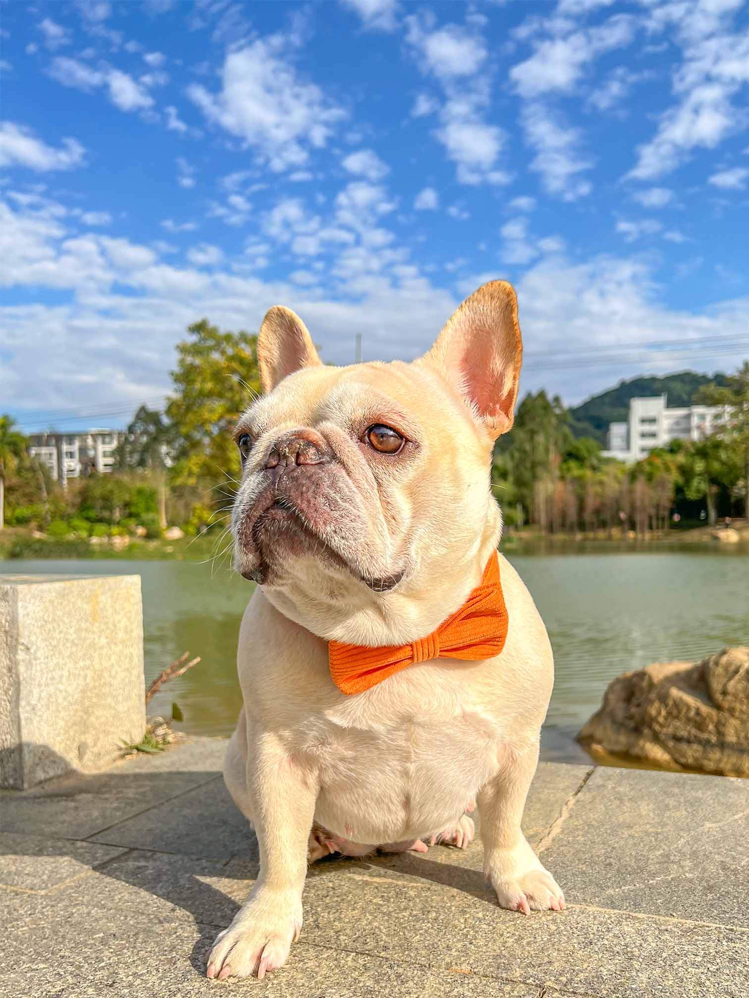 Dog Orange Corduroy Collar - Frenchiely