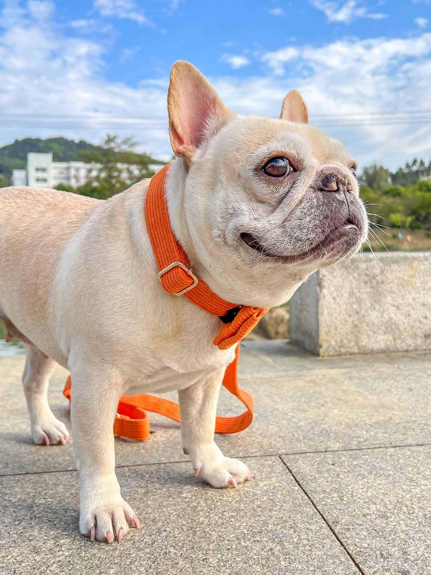 Dog Orange Corduroy Collar - Frenchiely