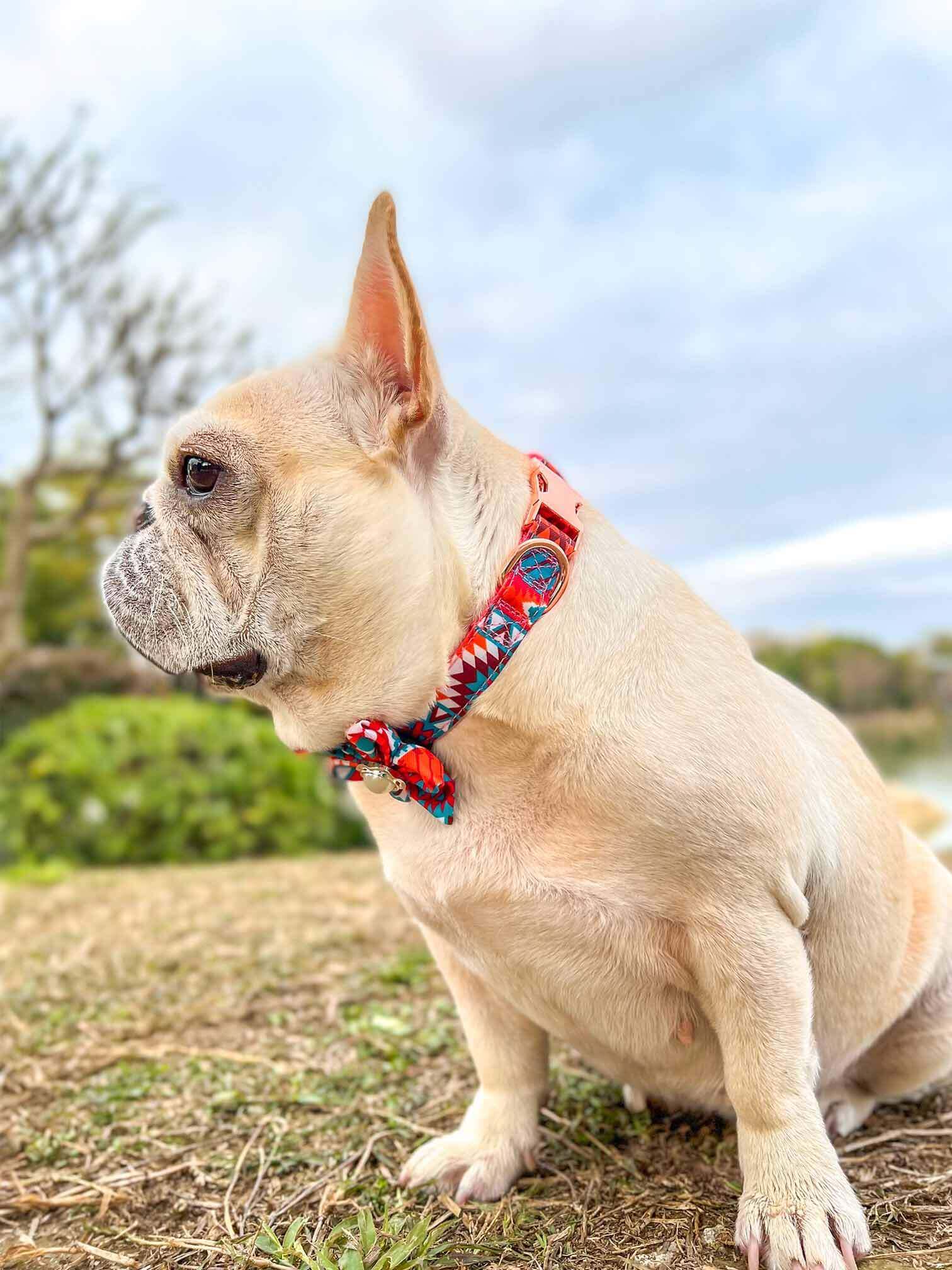 Dog Orange Flower Collar - Frenchiely
