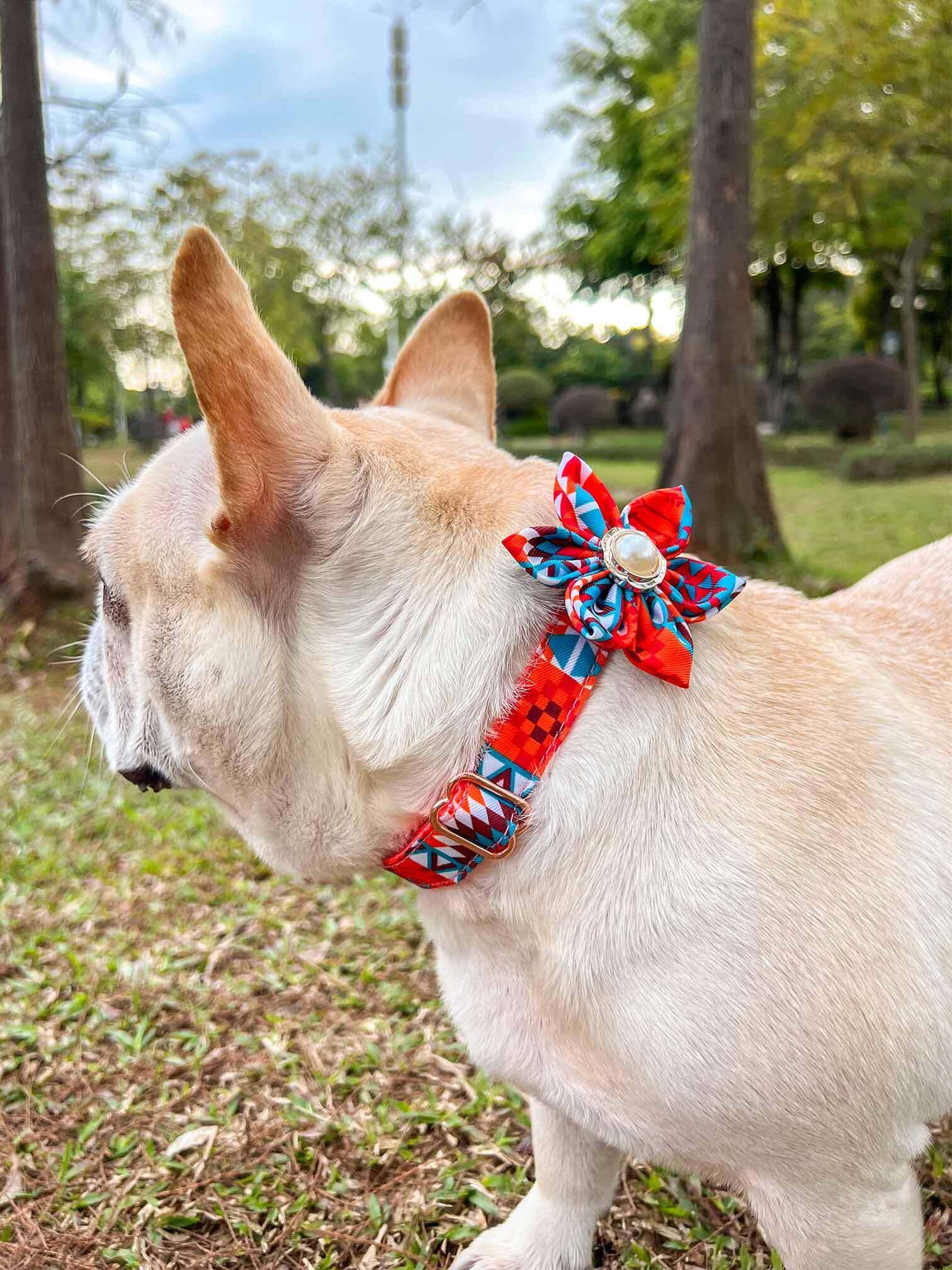 Dog Orange Flower Collar - Frenchiely