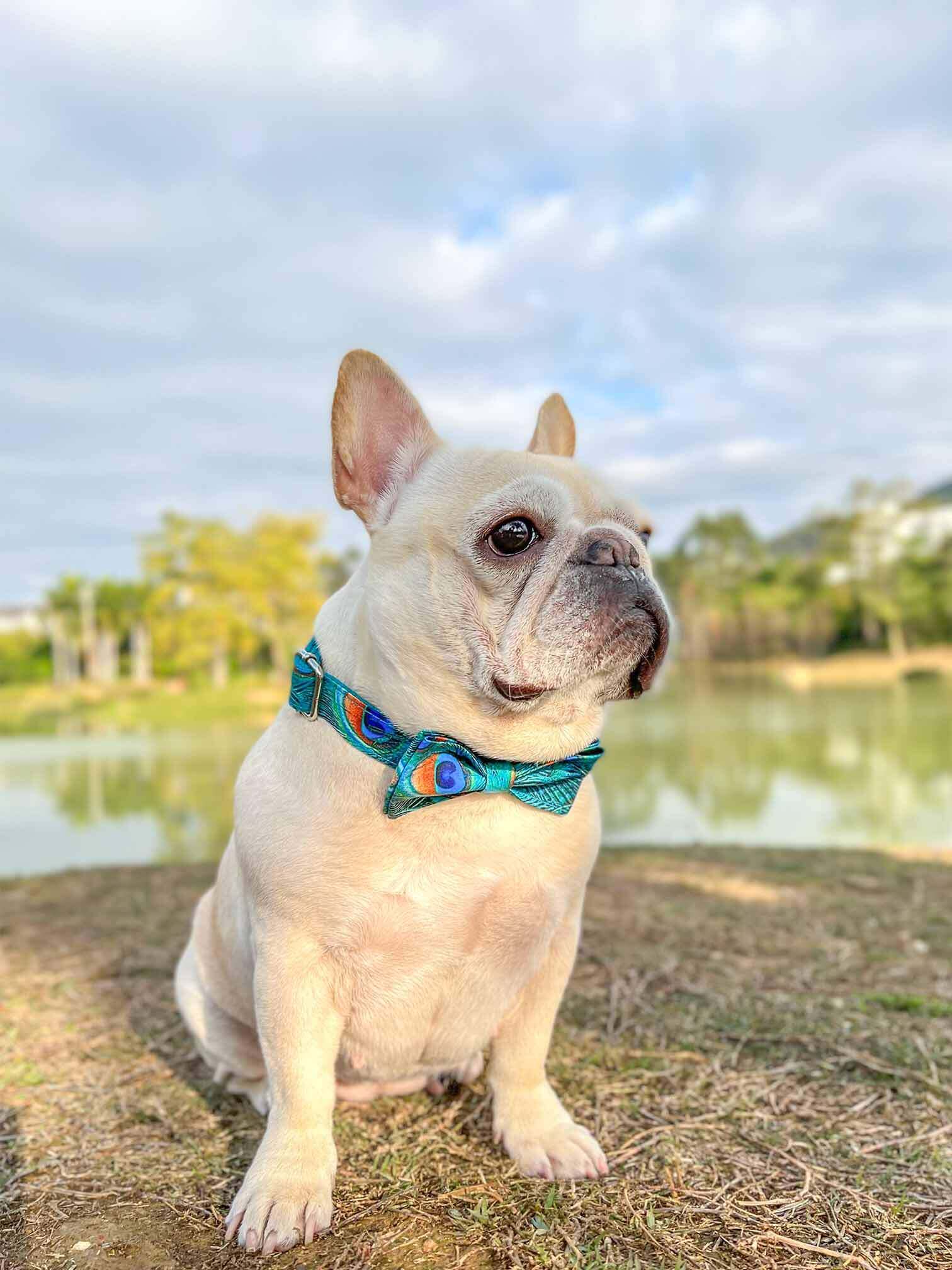Dog Peacock Print Collar - Frenchiely