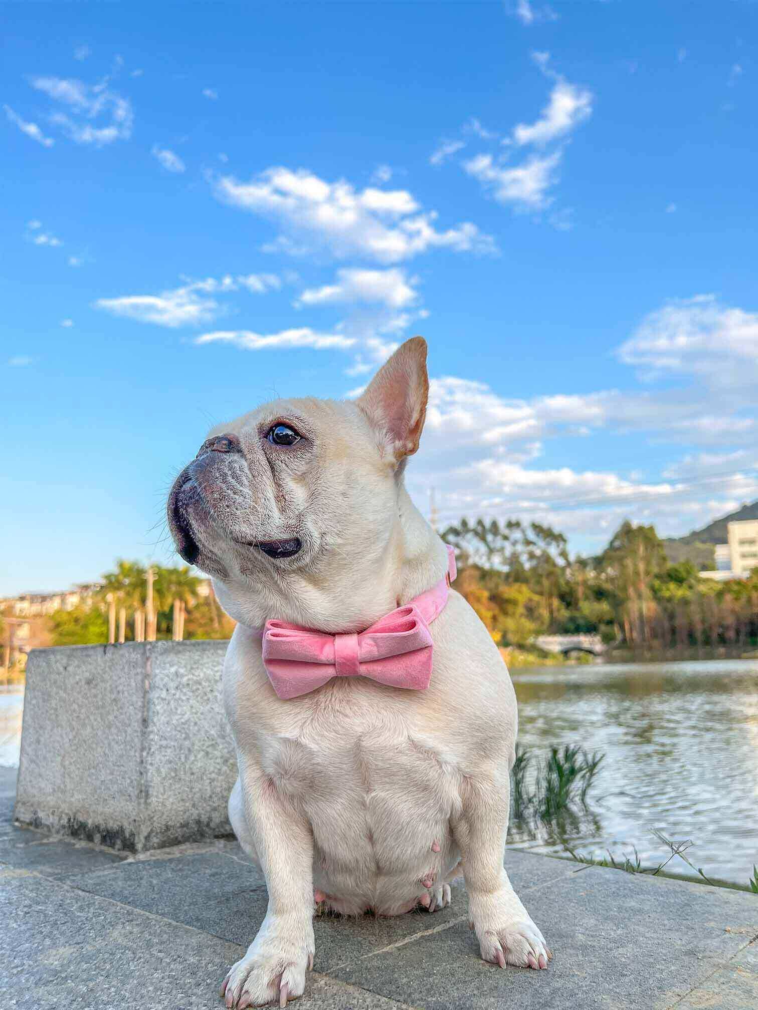 Dog Pink Velvet Collar - Frenchiely