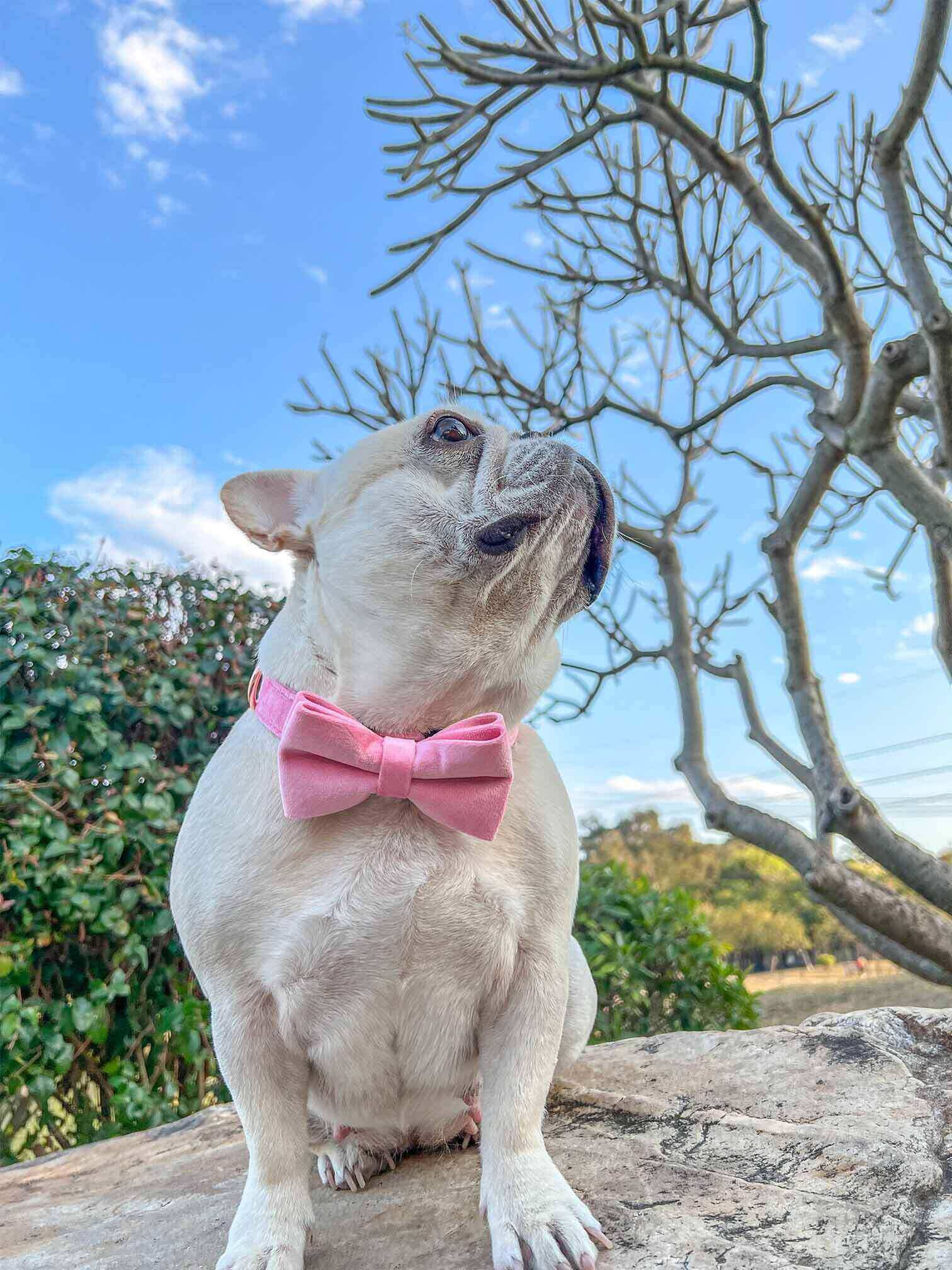 Dog Pink Velvet Collar - Frenchiely