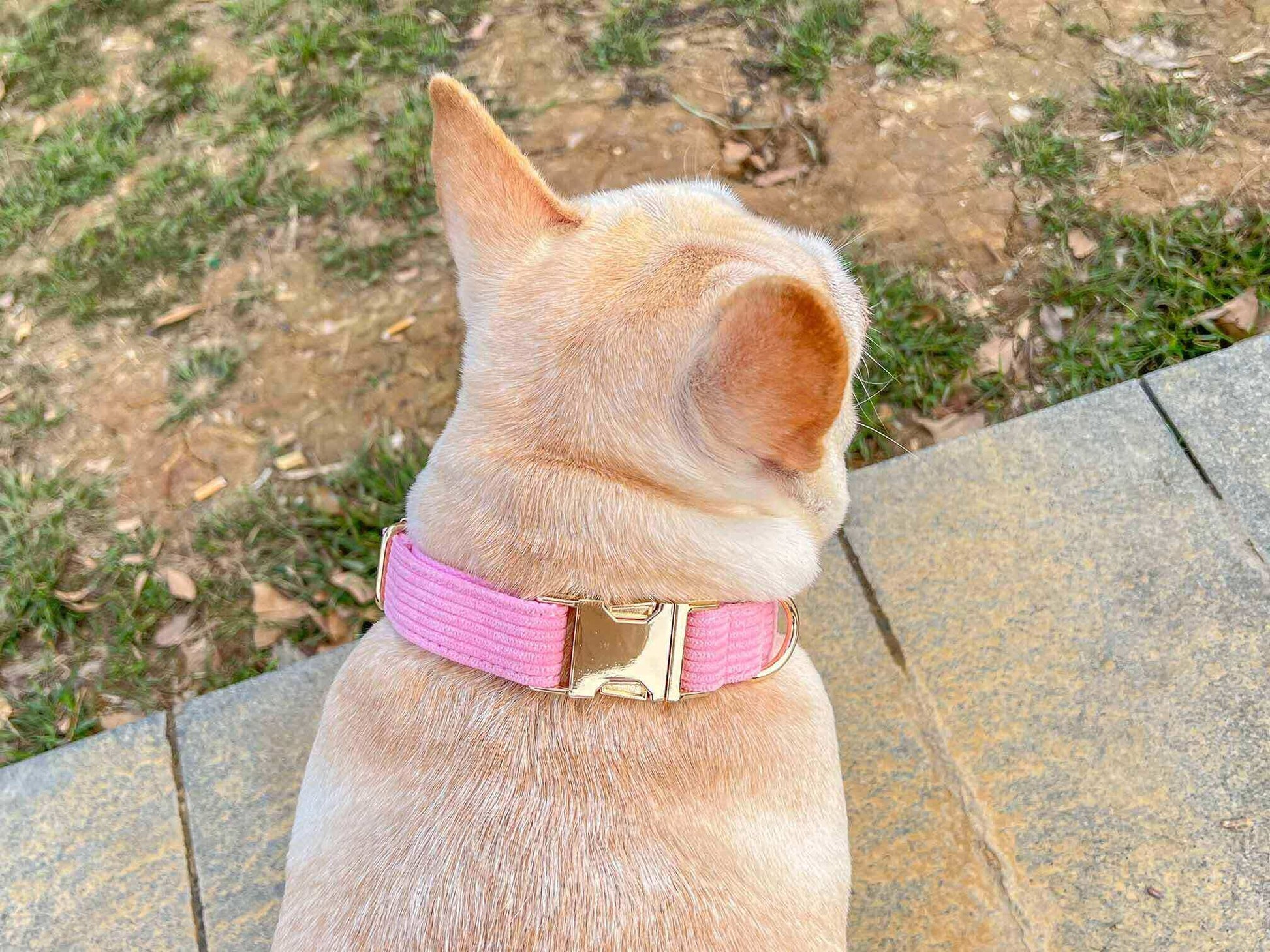 Dog Pink Corduroy Collar - Frenchiely