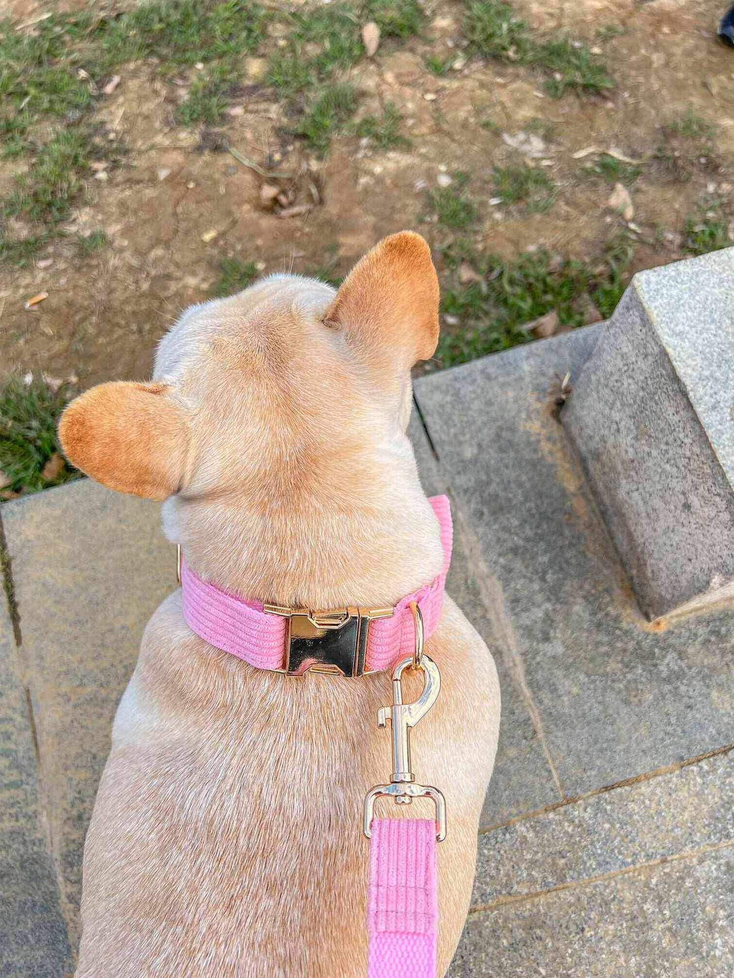 Dog Pink Collar Leash Set - Frenchiely