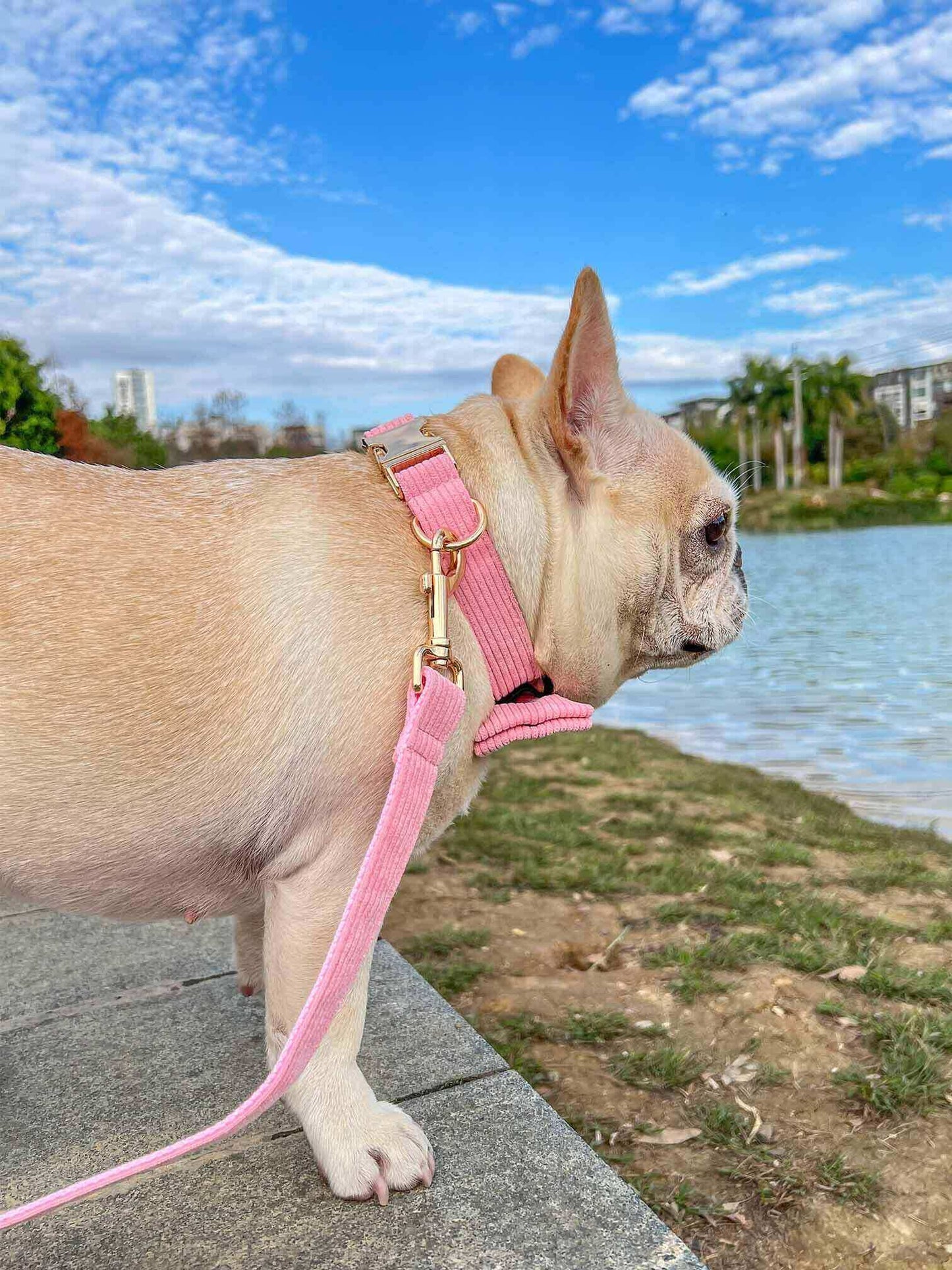 Dog Pink Collar Leash Set - Frenchiely