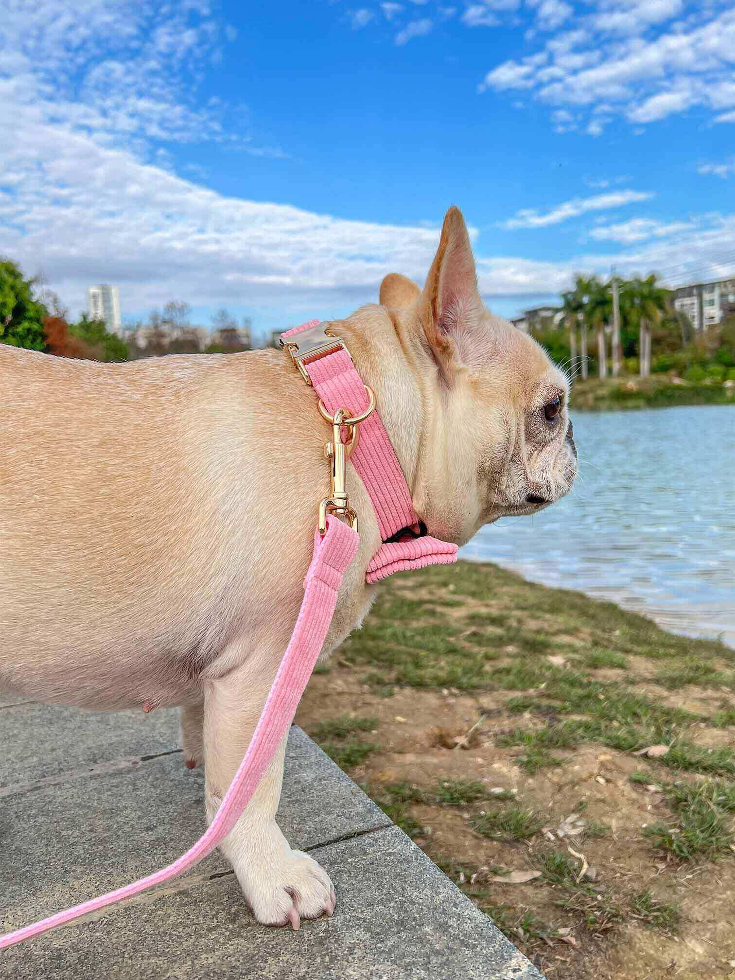 Dog Pink Collar Leash Set - Frenchiely