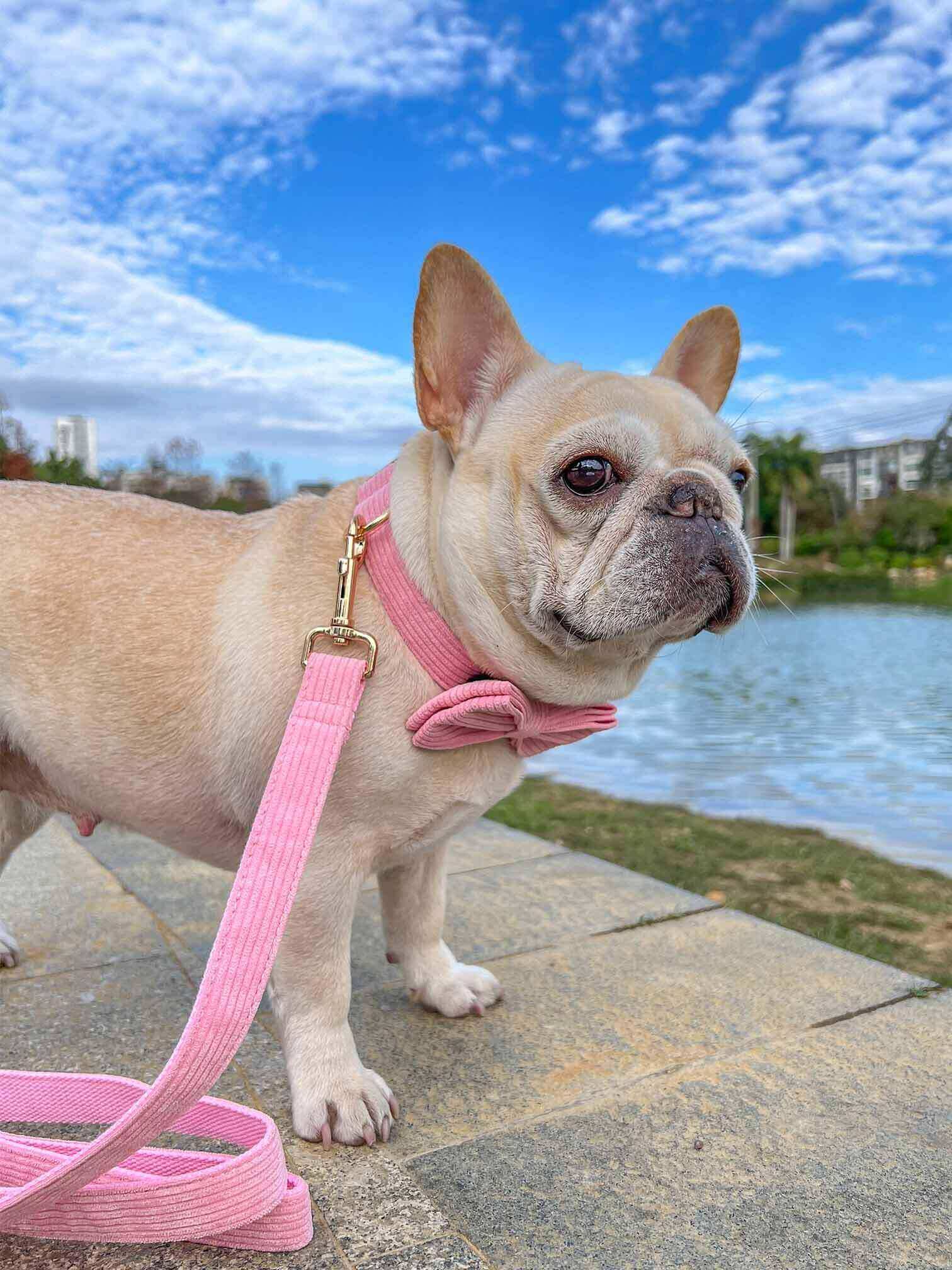 Dog Pink Collar Leash Set - Frenchiely