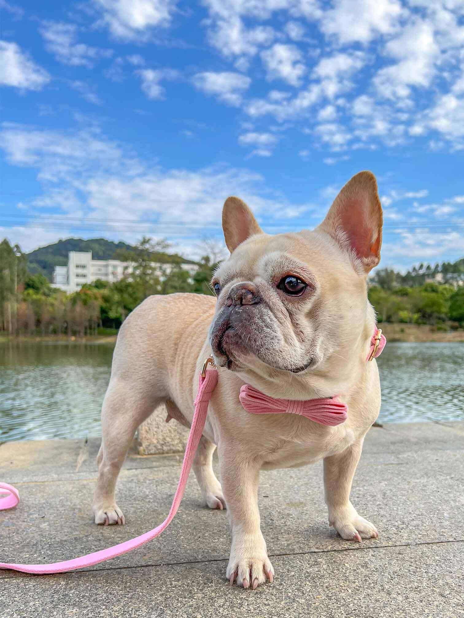 Dog Pink Collar Leash Set - Frenchiely