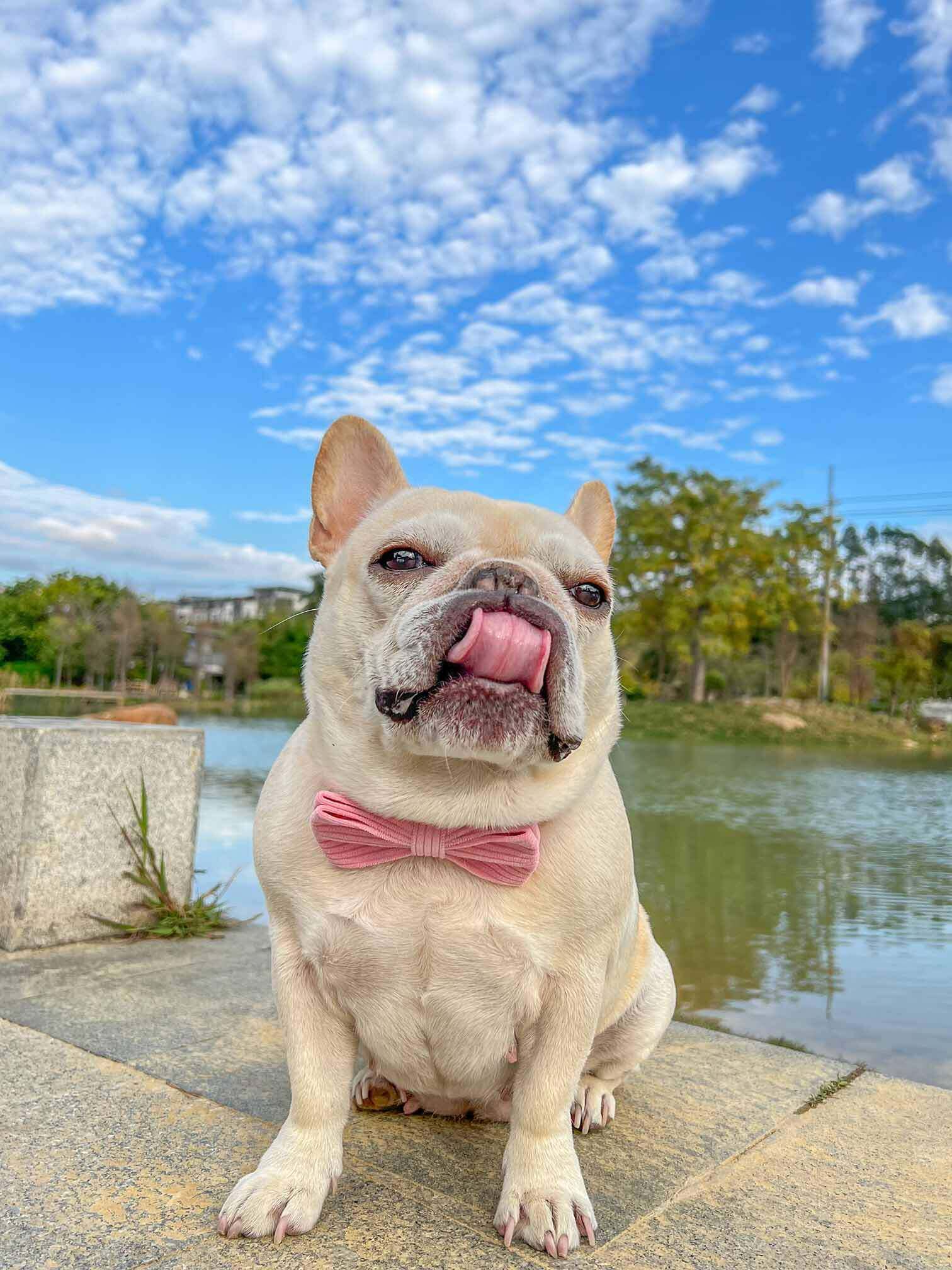 Dog Pink Corduroy Collar - Frenchiely