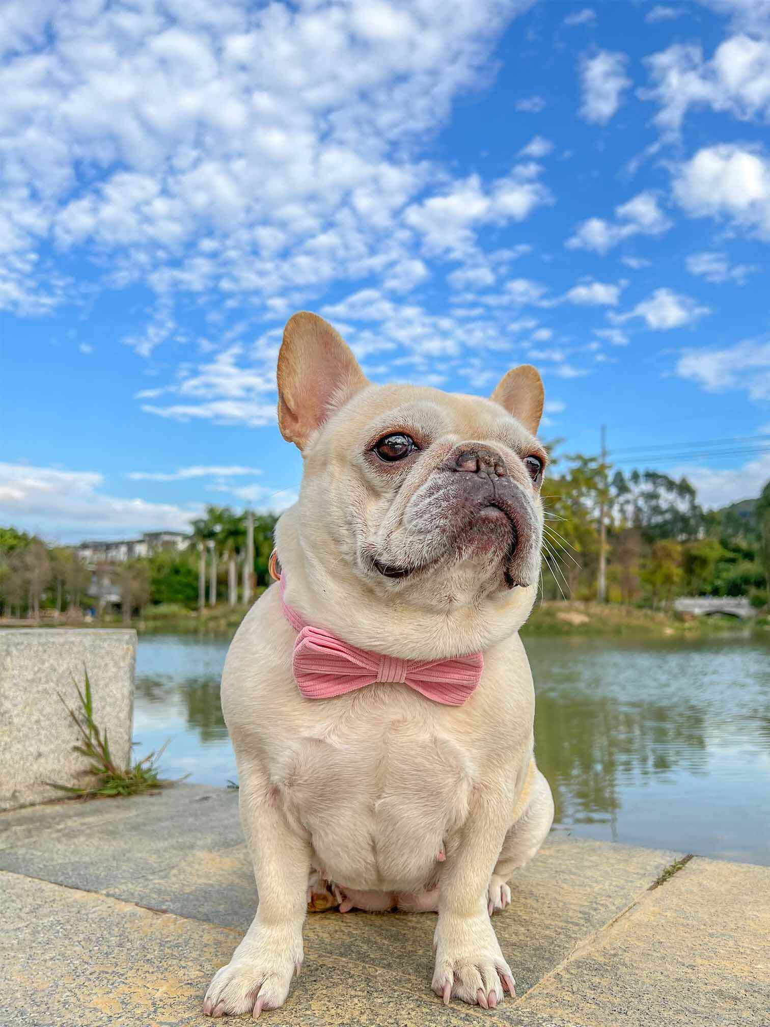 Dog Pink Collar Leash Set - Frenchiely