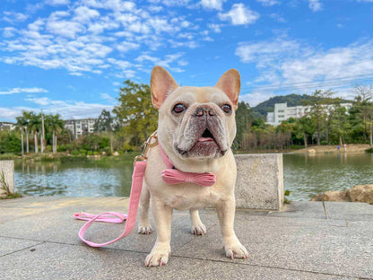 Dog Pink Collar Leash Set - Frenchiely