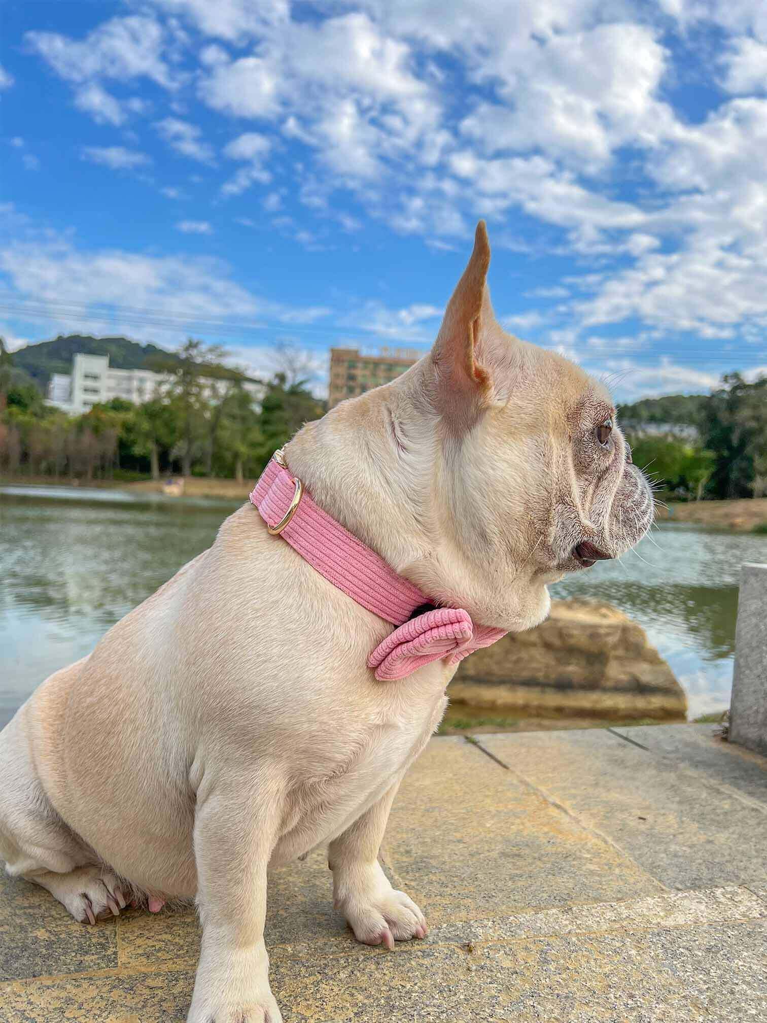 Dog Pink Corduroy Collar - Frenchiely