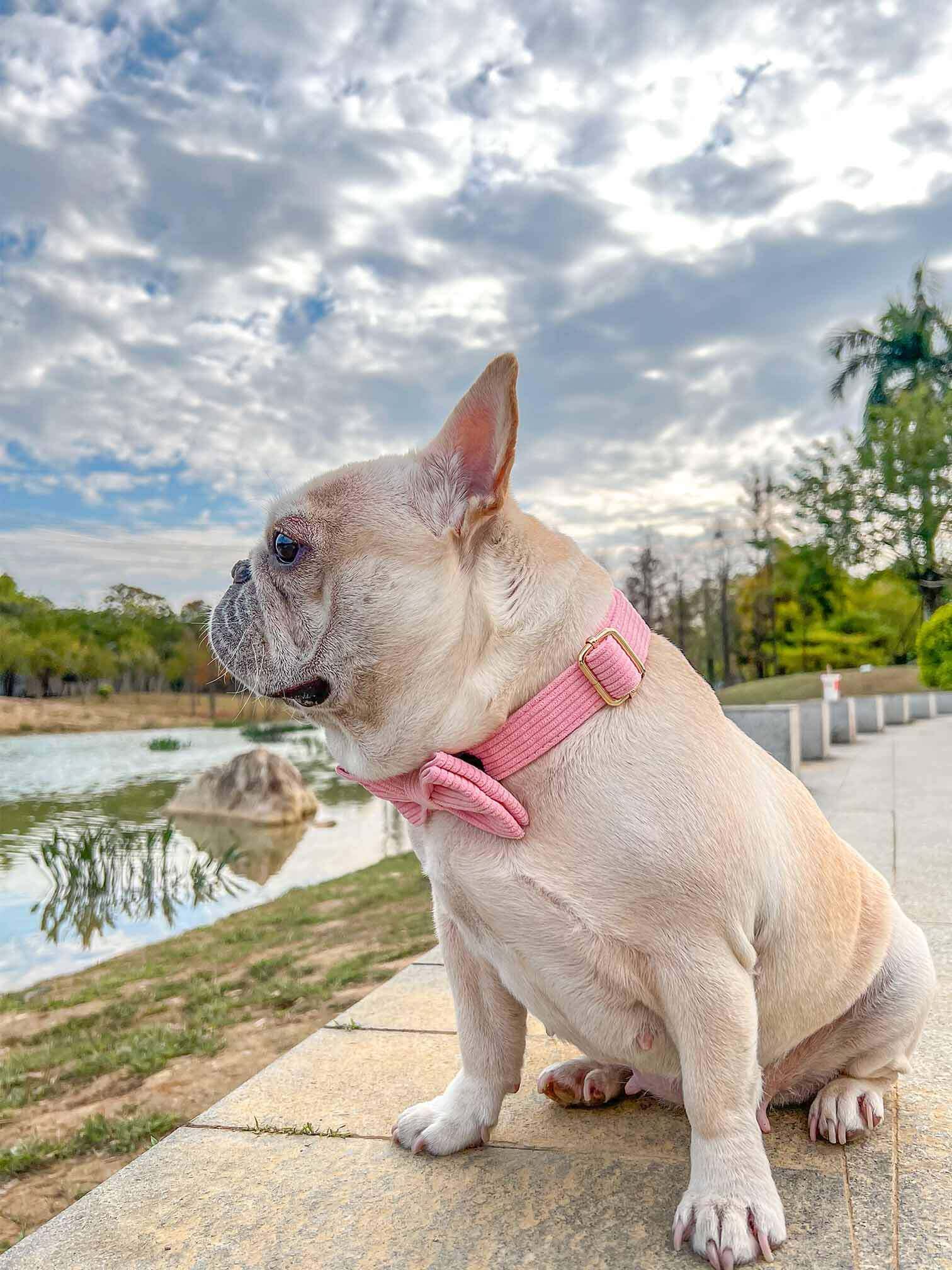 Dog Pink Collar Leash Set - Frenchiely