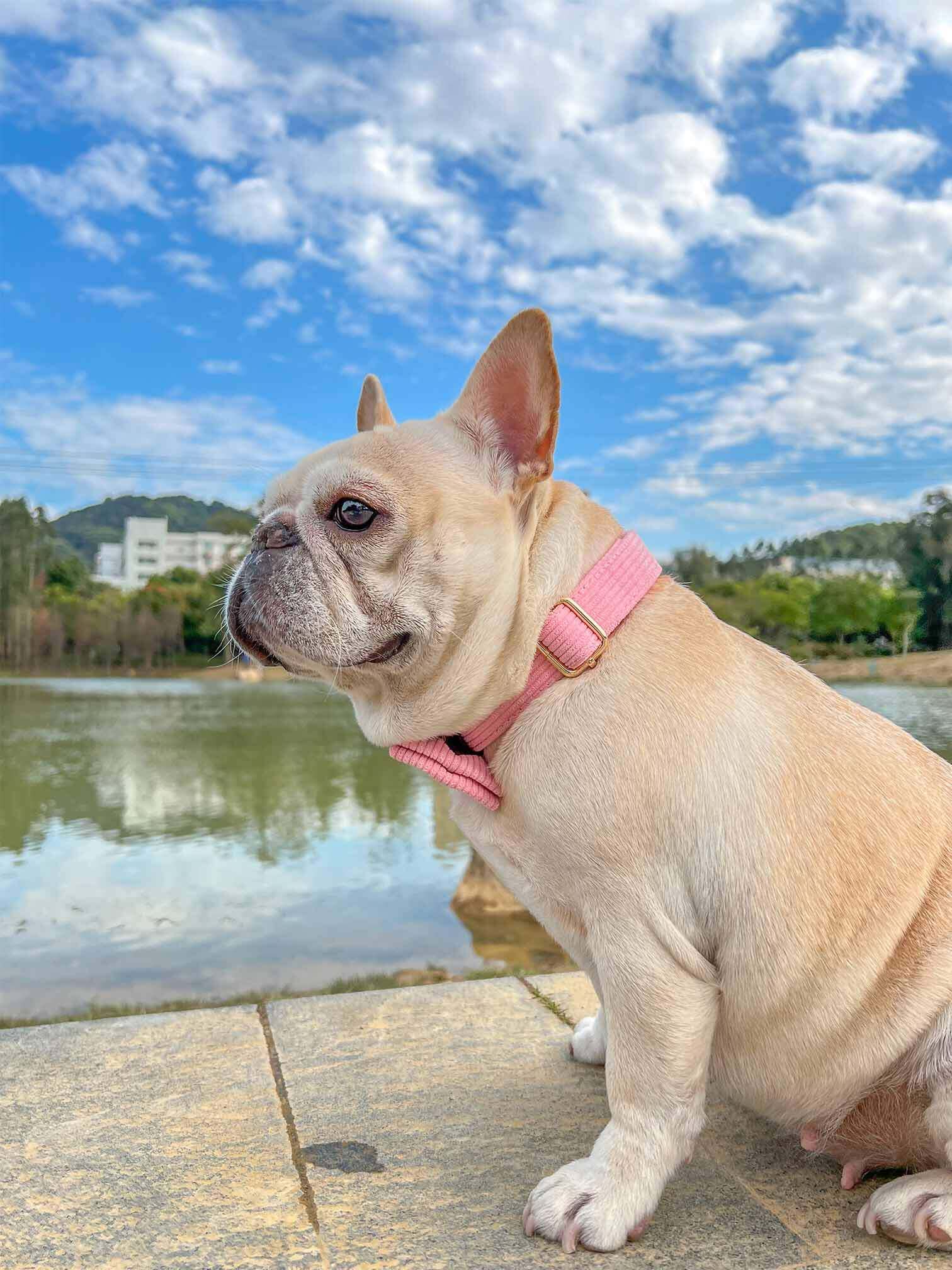 Dog Pink Corduroy Collar - Frenchiely