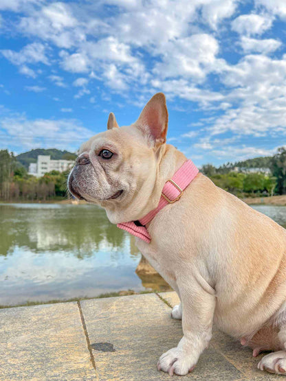 Dog Pink Corduroy Collar - Frenchiely