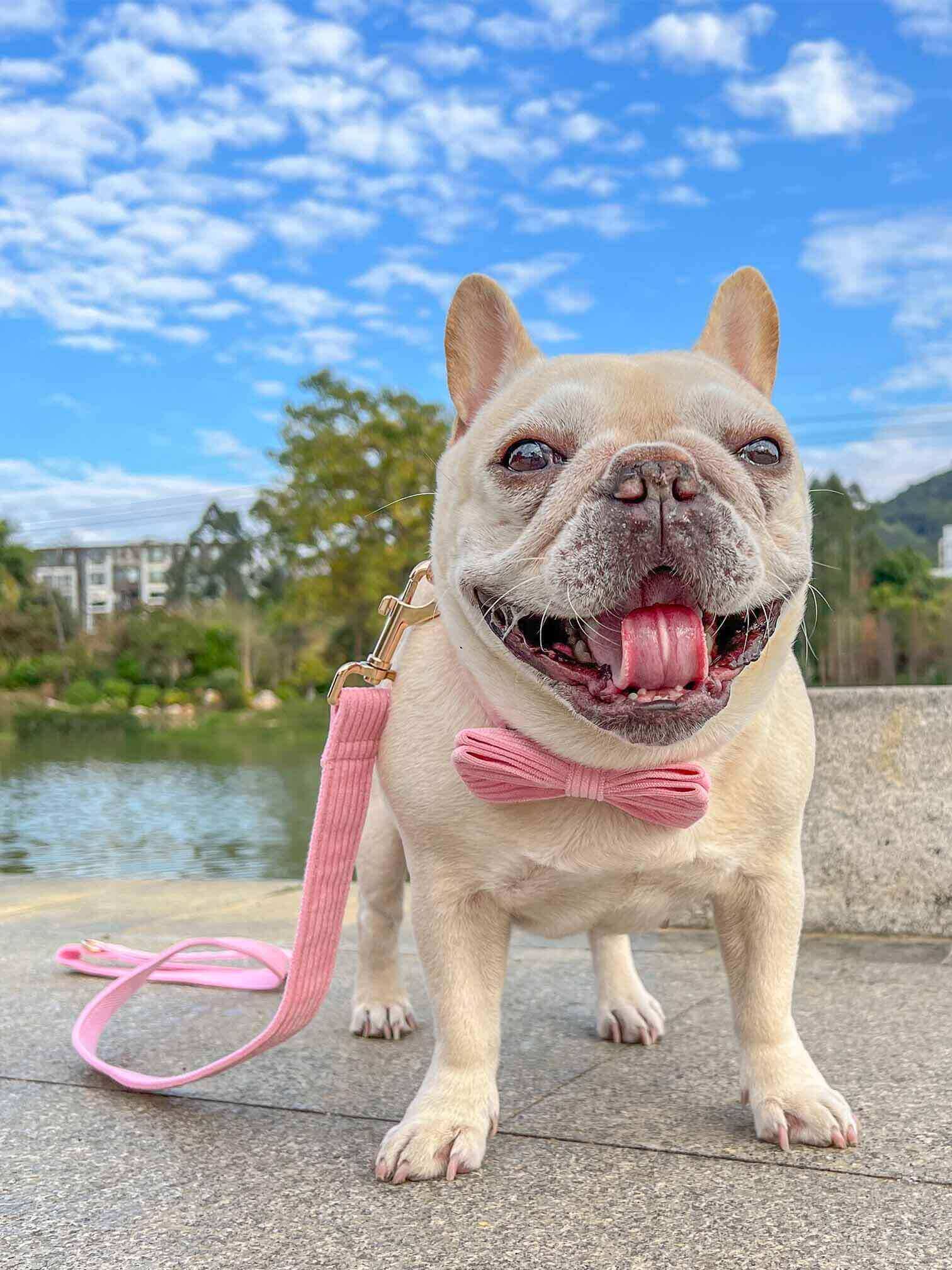 Dog Pink Collar Leash Set - Frenchiely
