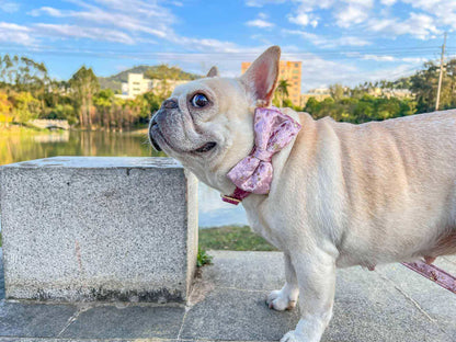 Dog Pink Star Leash Set - Frenchiely