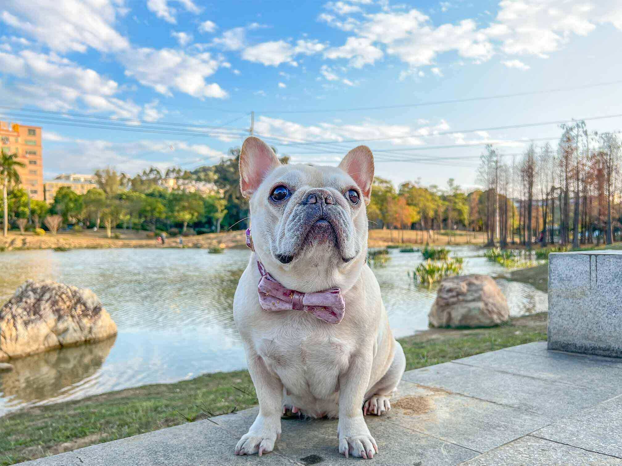 Dog Pink Star Collar - Frenchiely