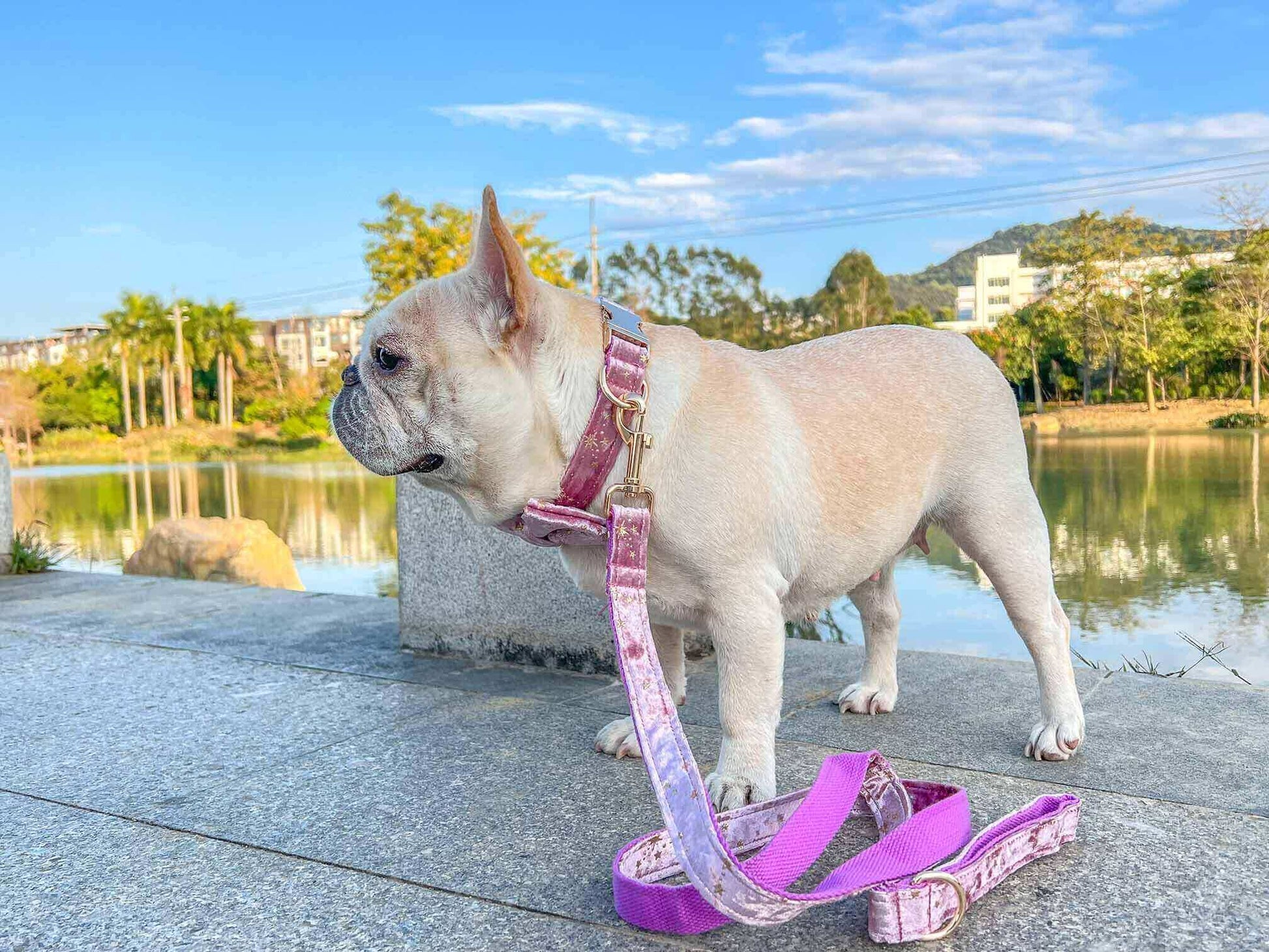 Dog Pink Star Leash Set - Frenchiely