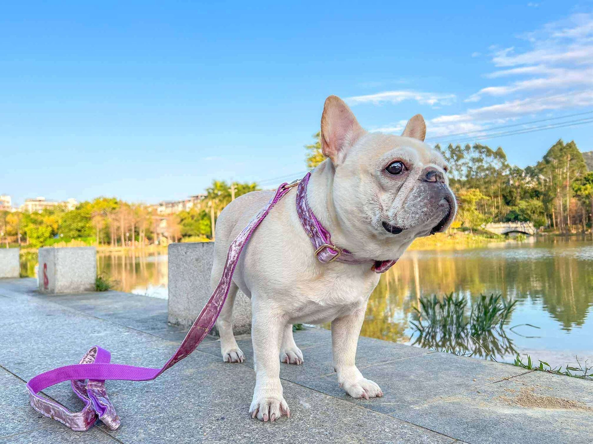 Dog Pink Star Leash Set - Frenchiely