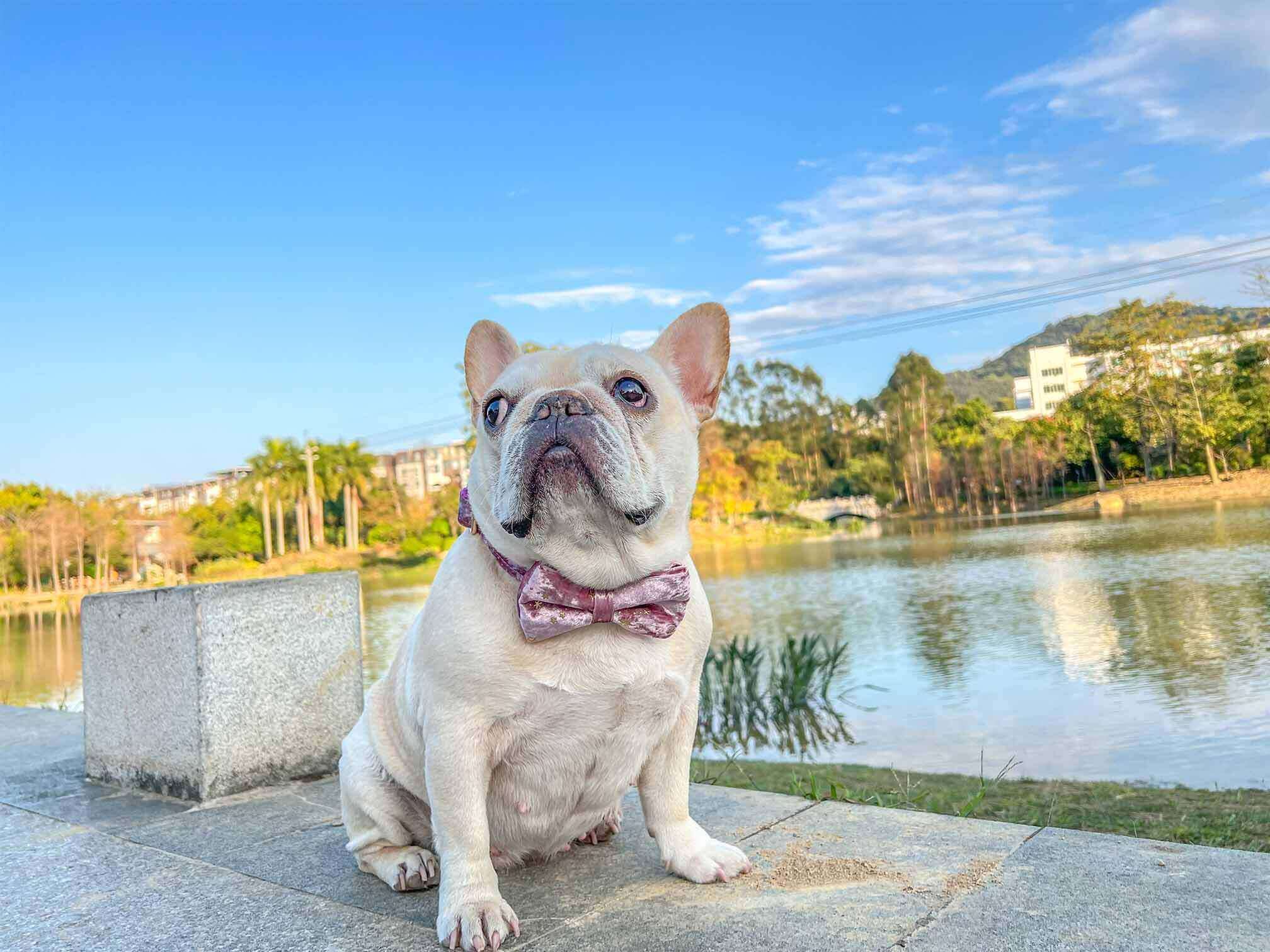 Dog Pink Star Collar - Frenchiely