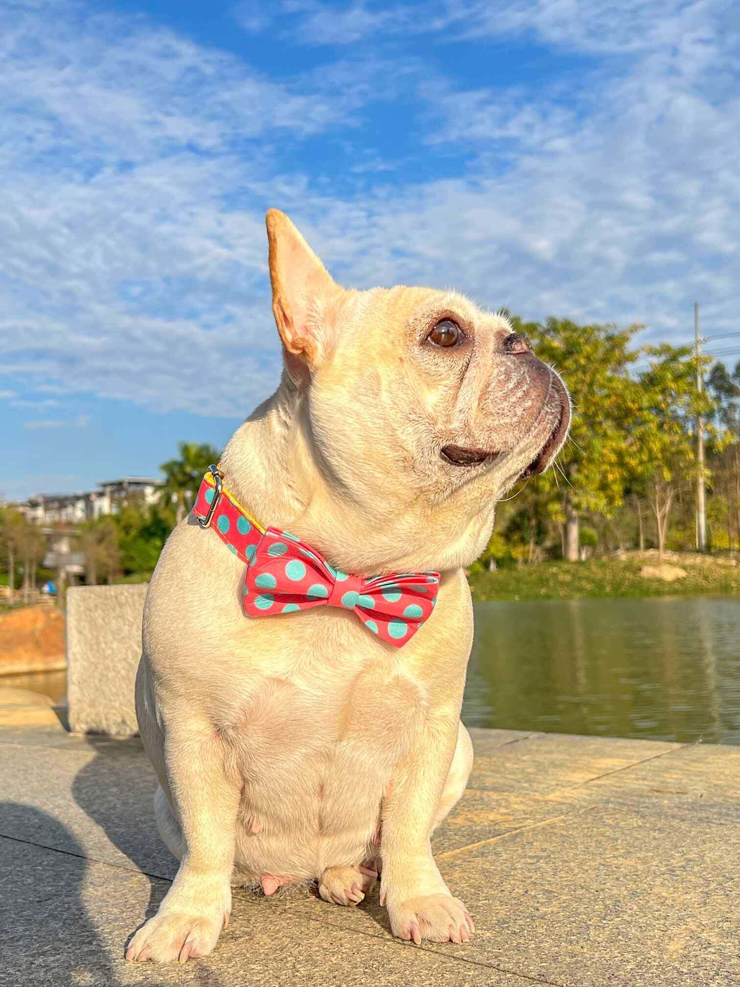 Dog Polka Collar Leash Set - Frenchiely