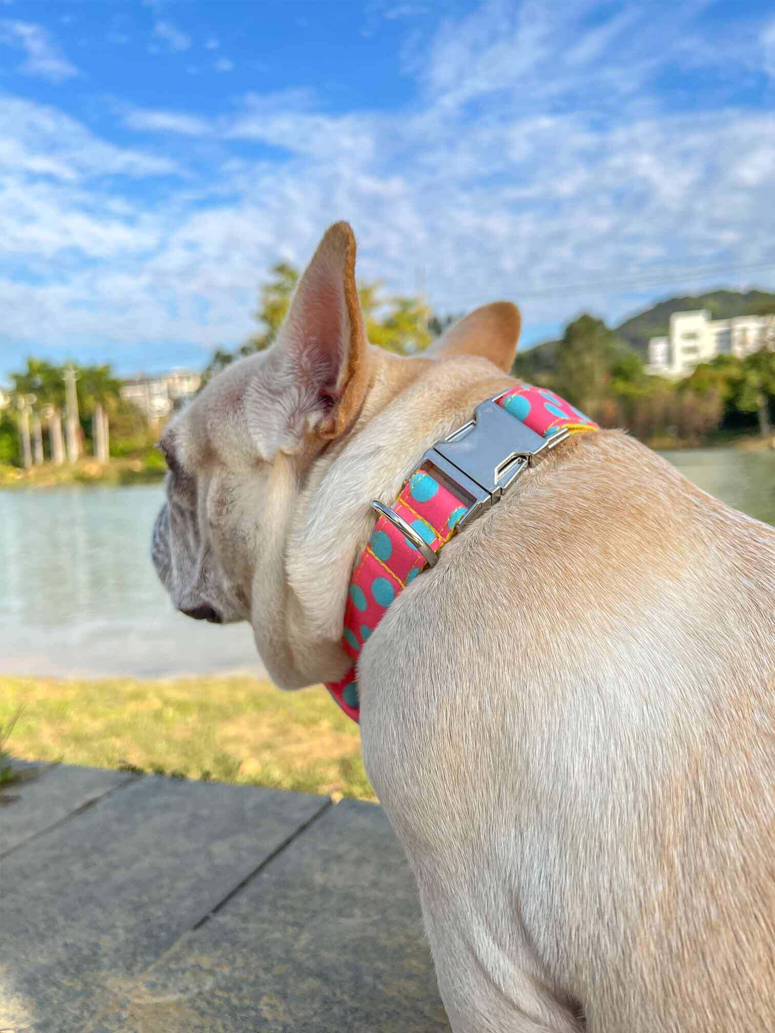 Dog Polka Collar Leash Set - Frenchiely