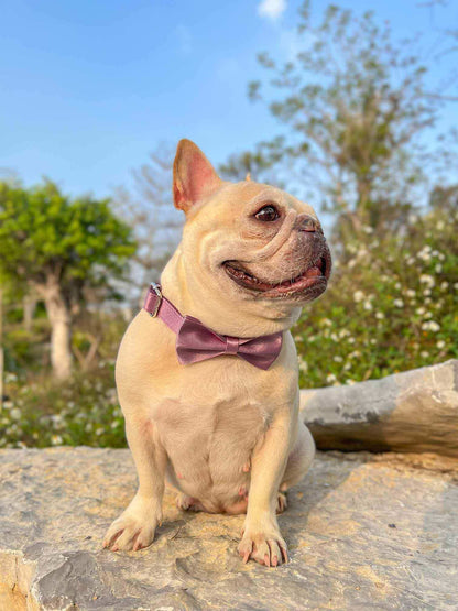 Dog Lilac Collar Bow Tie - Frenchiely