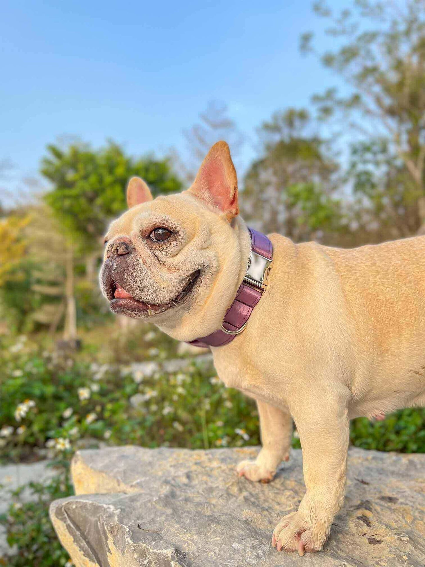 Dog Lilac Leash Set - Frenchiely