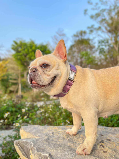 Dog Lilac Leash Set - Frenchiely