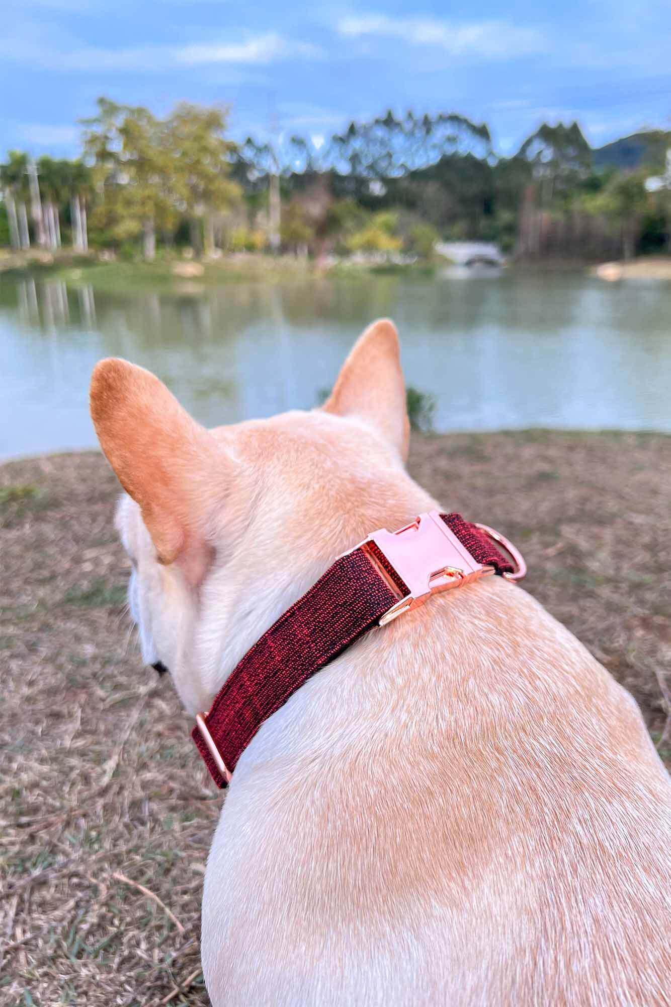 Dog Red Collar - Frenchiely