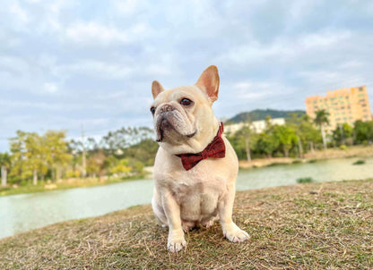 Dog Red Collar - Frenchiely