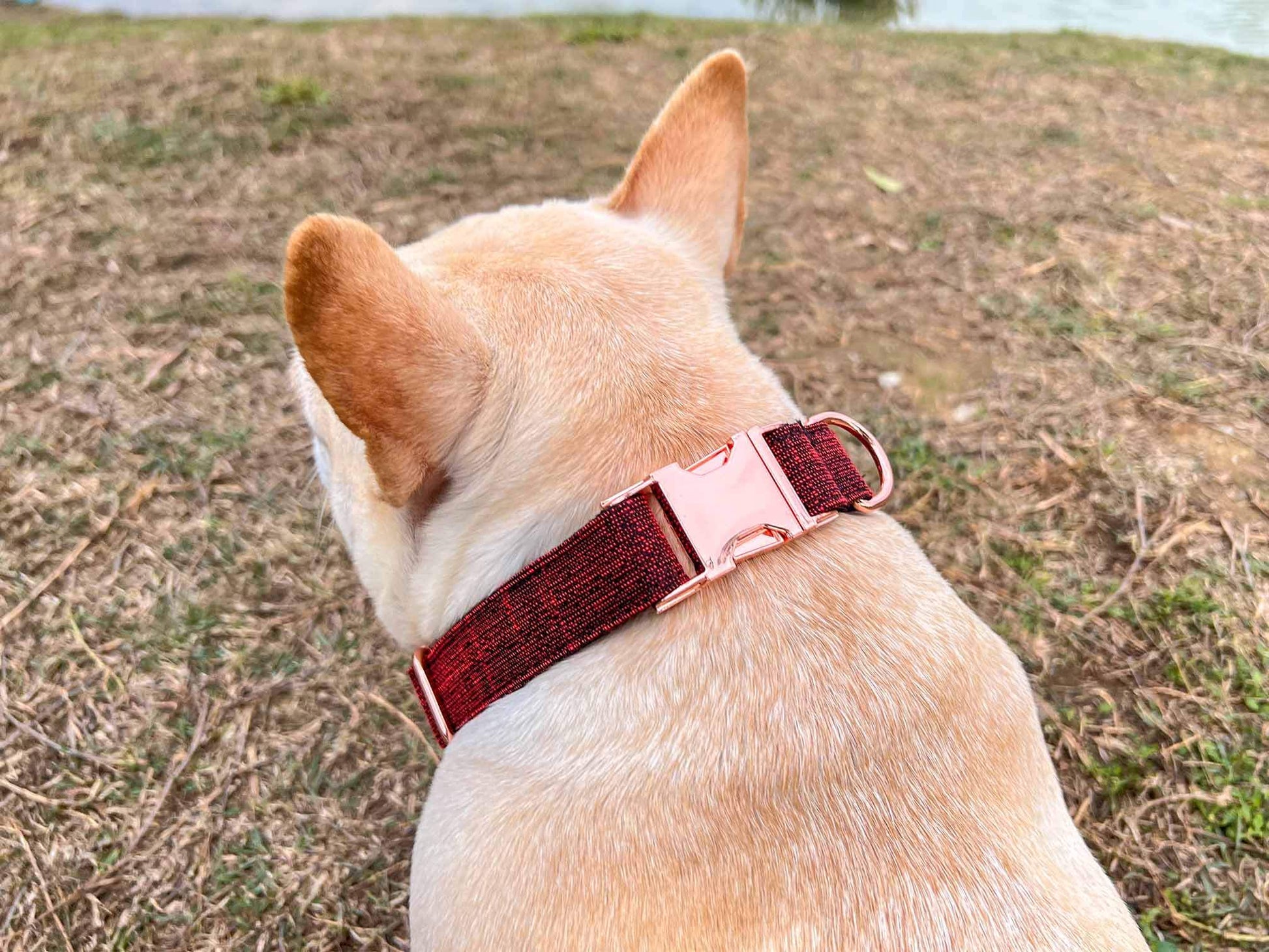 Dog Red Collar - Frenchiely