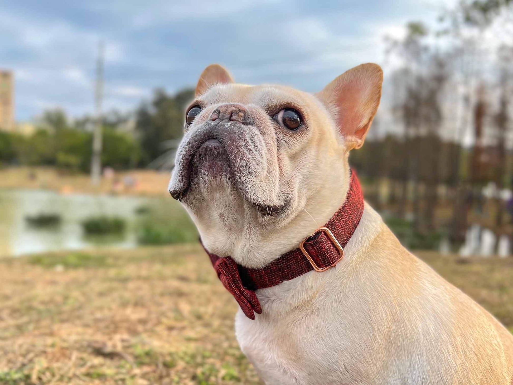 Dog Red Collar - Frenchiely